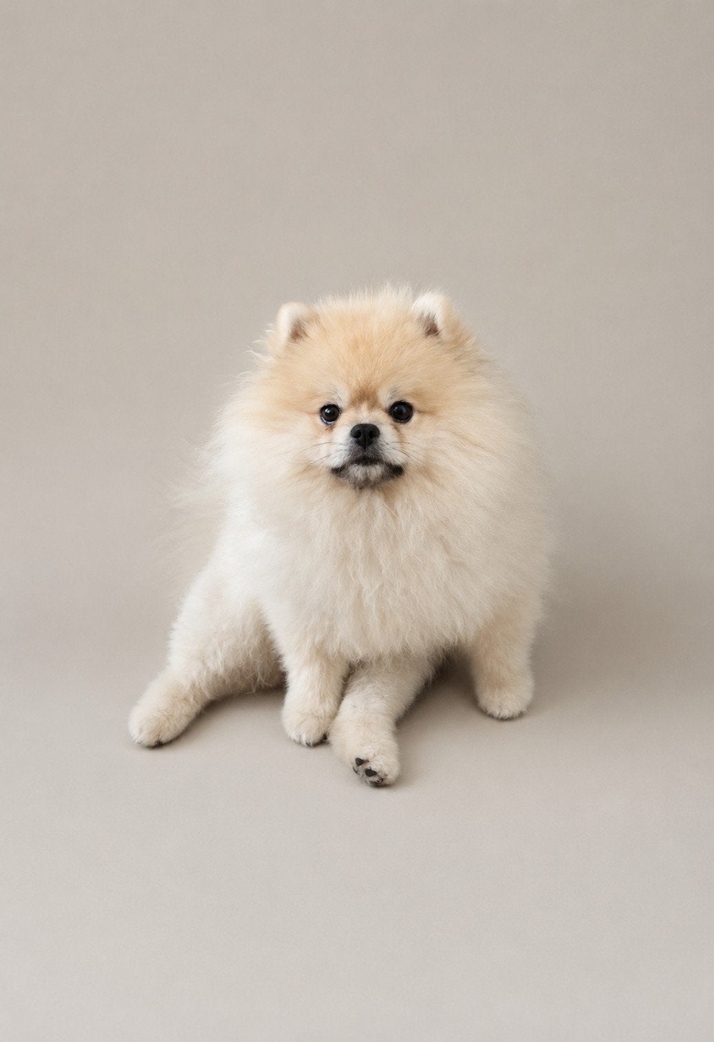 Pomeranian reutje, Keeshond, Reu, 1 tot 2 jaar, Parvo