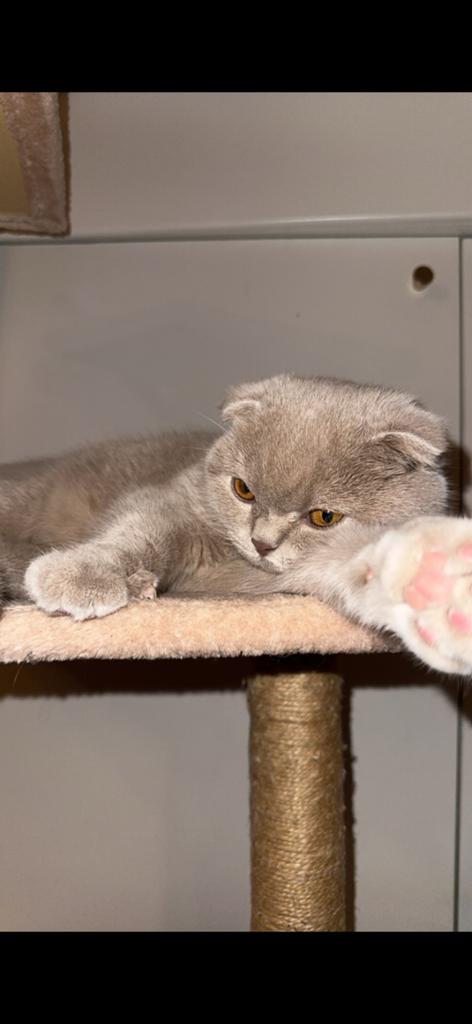 Poes, Poes