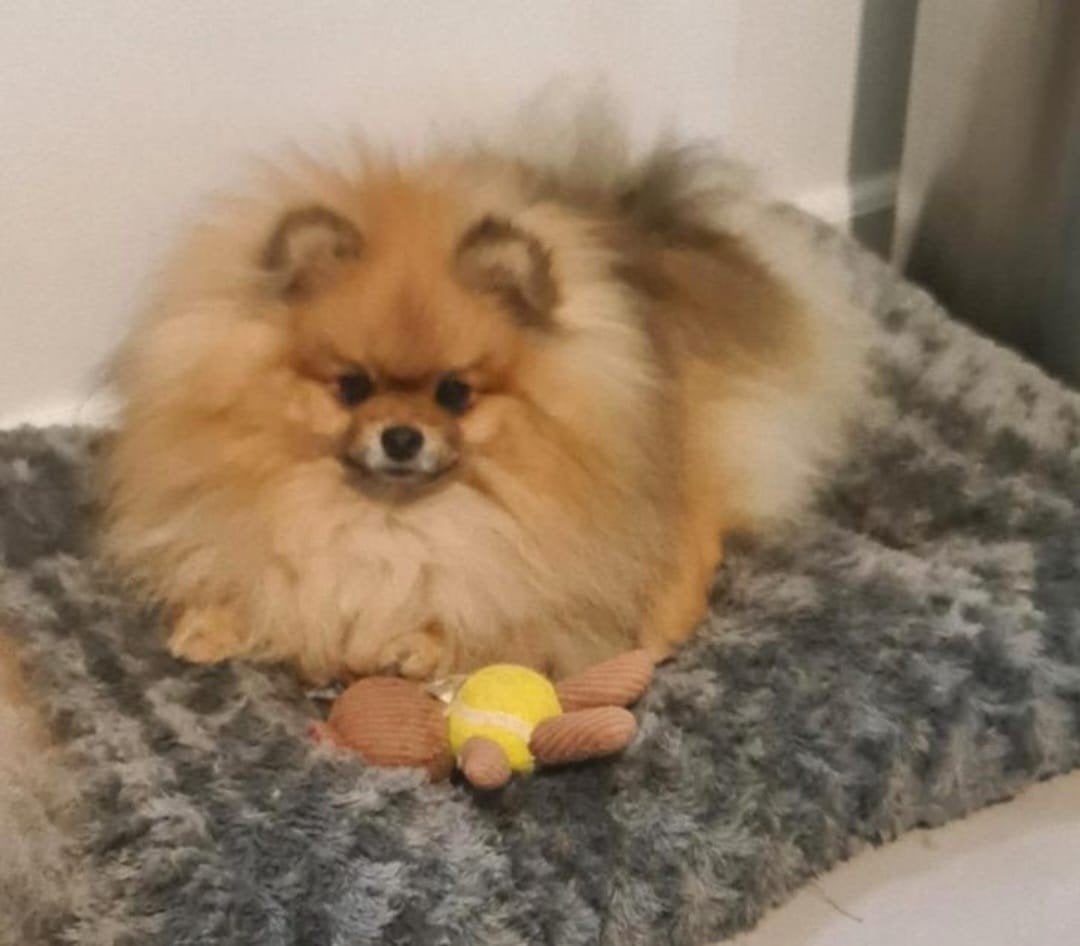 Mooie Pomeriaan aangeboden als dekreu getest SM/CM en Patell, Reu, Eén hond, CDV (hondenziekte), 3 tot 5 jaar