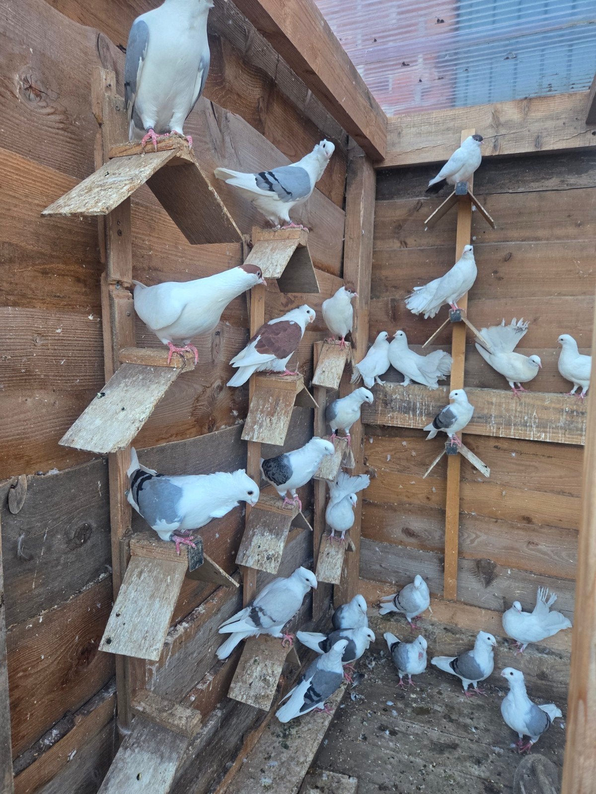 te koop sierduiven, Dieren en Toebehoren, Vogels | Duiven, Meerdere dieren, Overige soorten