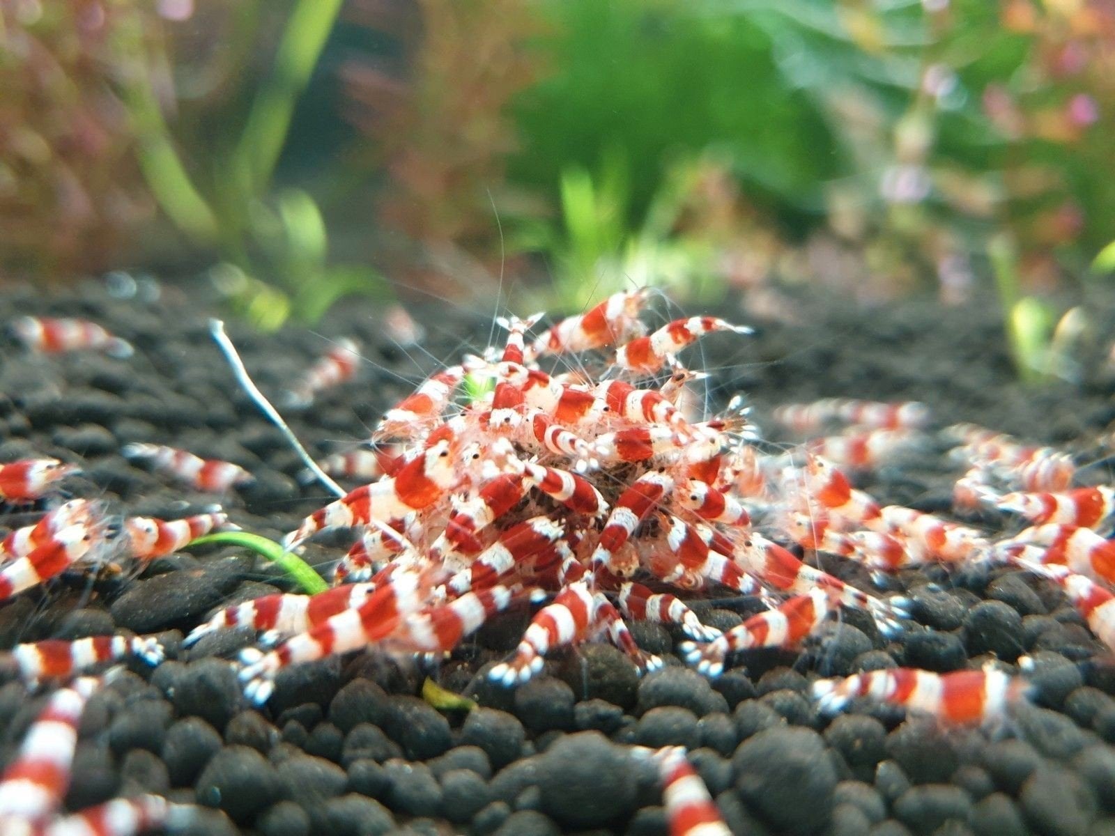 Crystal red garnalen / PURE RED LINE, Dieren en Toebehoren, Kreeft, Krab of Garnaal, Zoetwatervis, Schoolvis