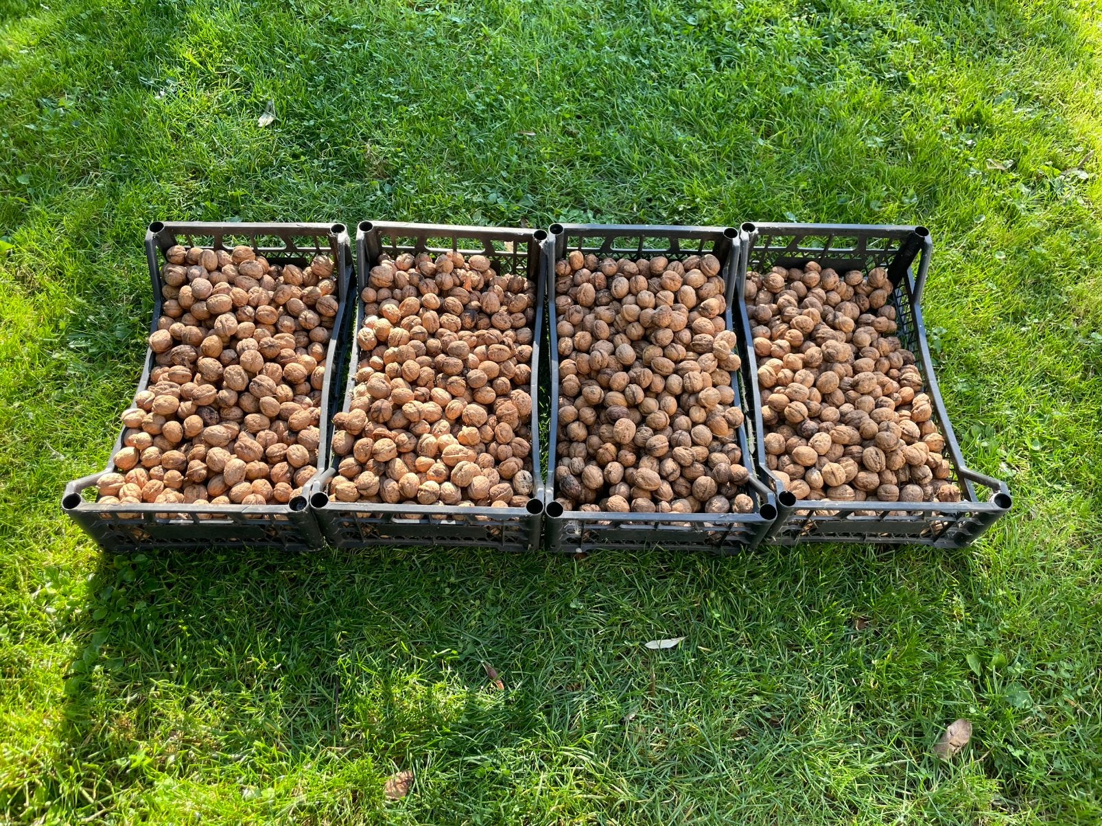 Gedroogde walnoten 2025, 25 kg - Onbespoten van eigen boom, Ophalen
