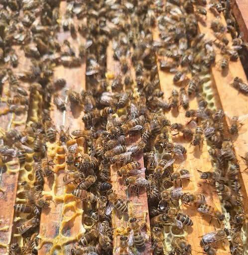 Diverse bijenvolken Buckfast en Carnica te koop, Bijen