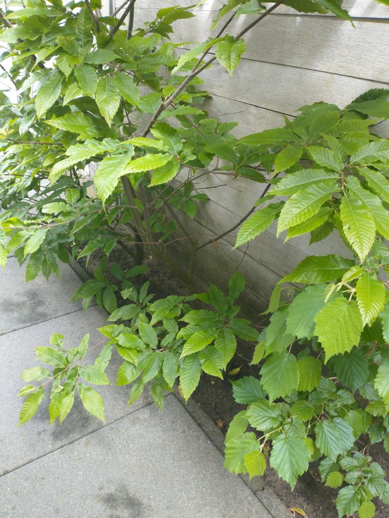 Tamme kastanje boom met knoop 215 cm., Volle zon, Vaste plant, Bloeit niet, Ophalen