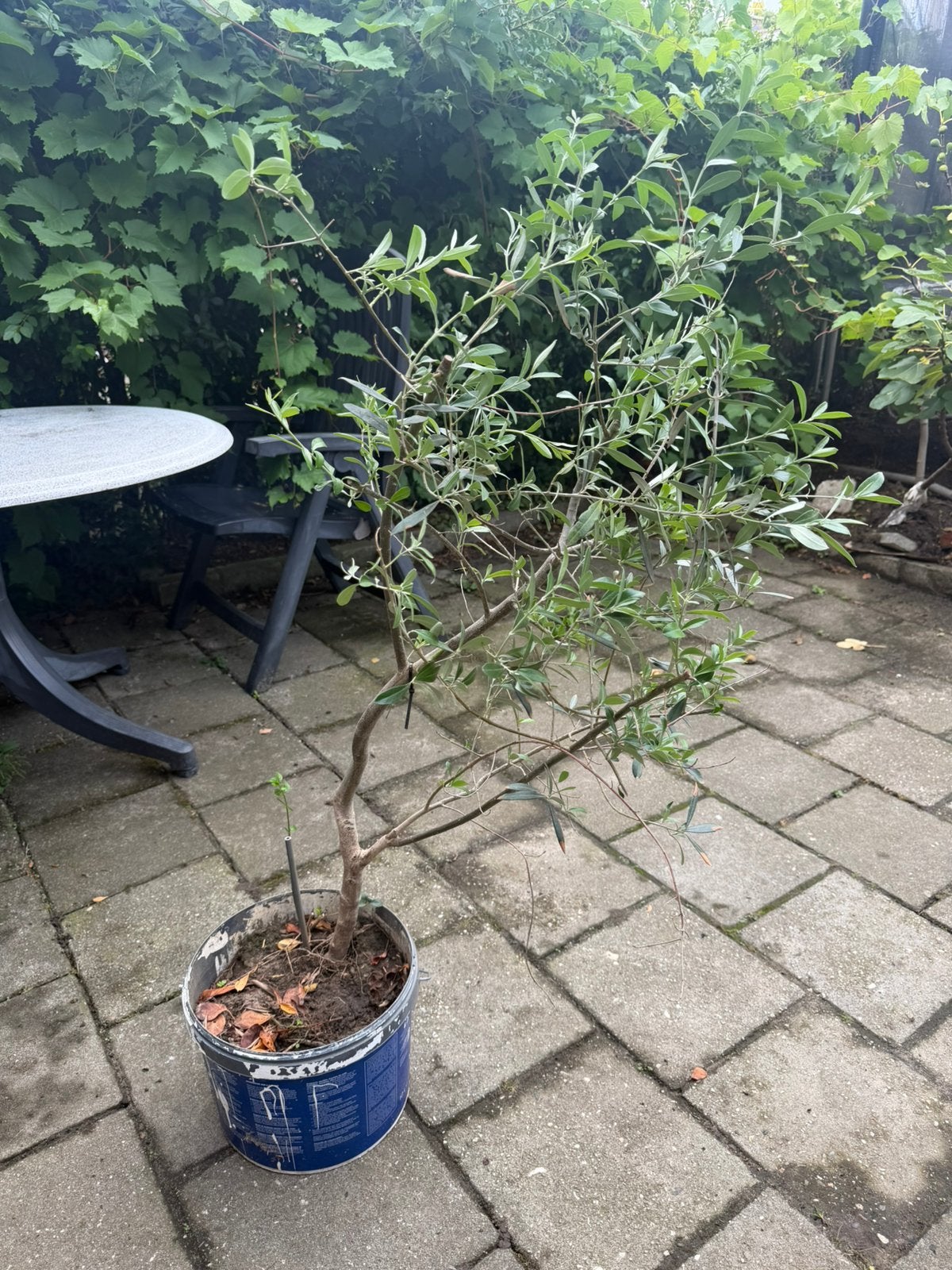 Olijf boom -  160 cm en 100-120 cm, Tuin en Terras, Planten | Struiken en Hagen, Ophalen, Liguster, 100 tot 250 cm