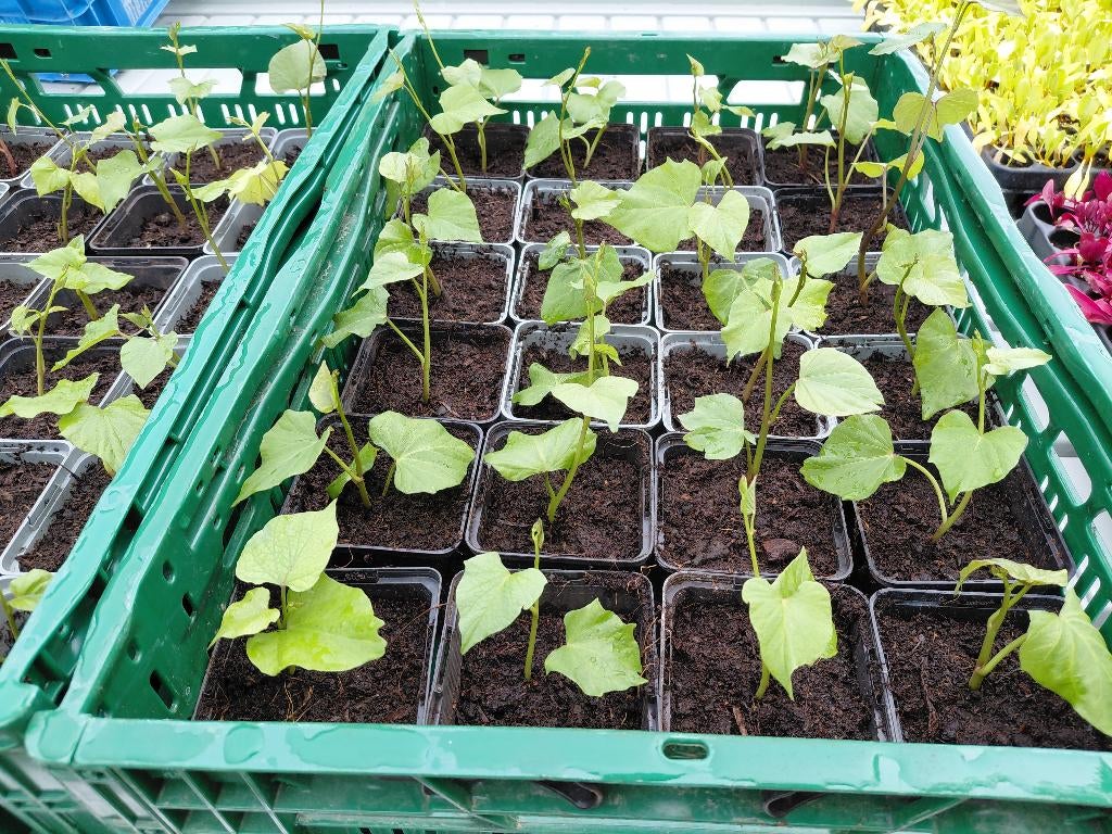 Zoete aardappel (bataat) plantjes, Ophalen, Eenjarig, Groenteplanten, Volle zon