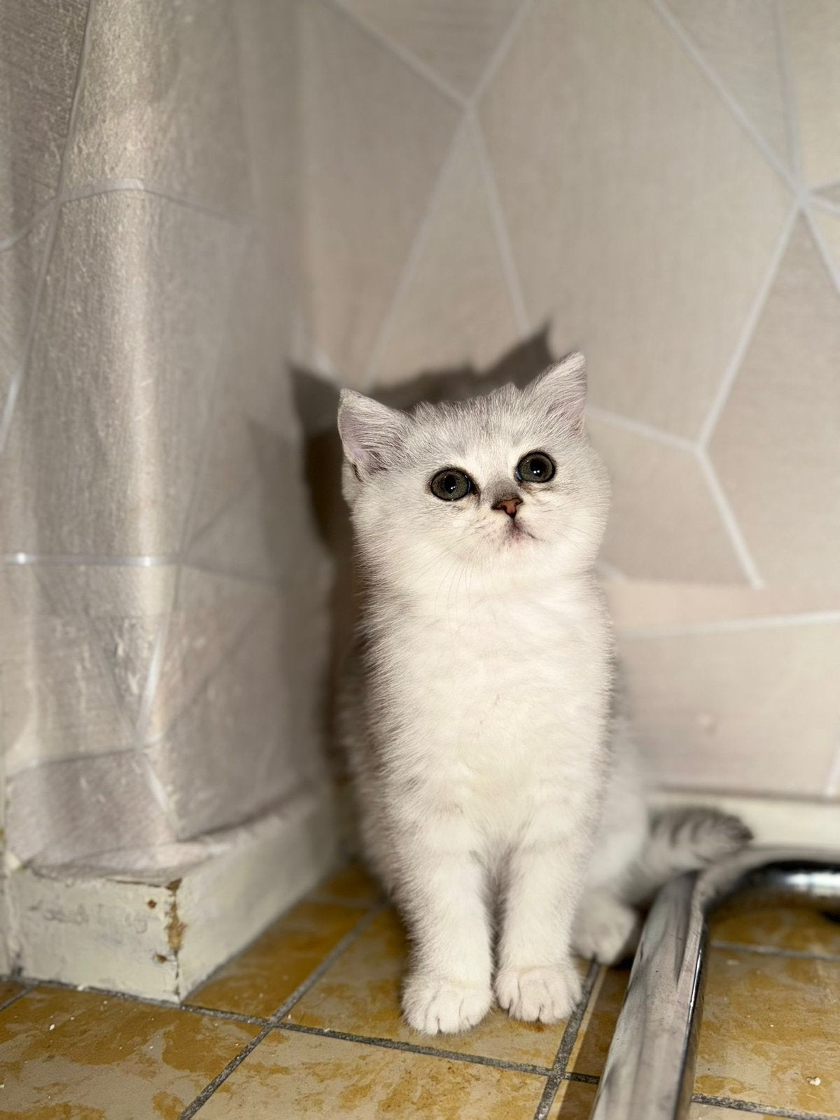 De laatste Brits korthaar poesje., Poes, Ontwormd, 0 tot 2 jaar