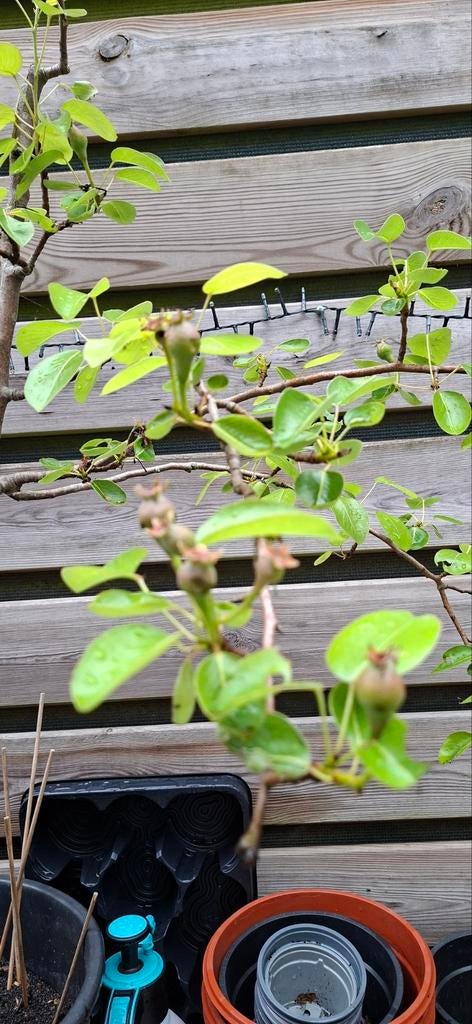 Perenboom, Ophalen, Minder dan 100 cm, Zomer, Perenboom