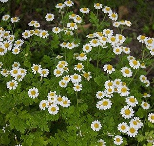 Uit de biologische moestuin: Moederkruid, zaden, Ophalen of Verzenden, Voorjaar, Halfschaduw, Zaad