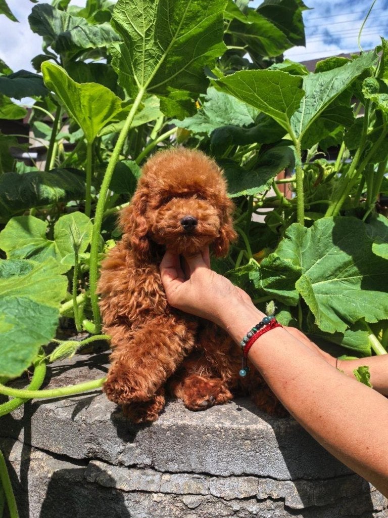 Rode toypoedel, Poedel, Parvo, Nederland, 15 weken tot 1 jaar
