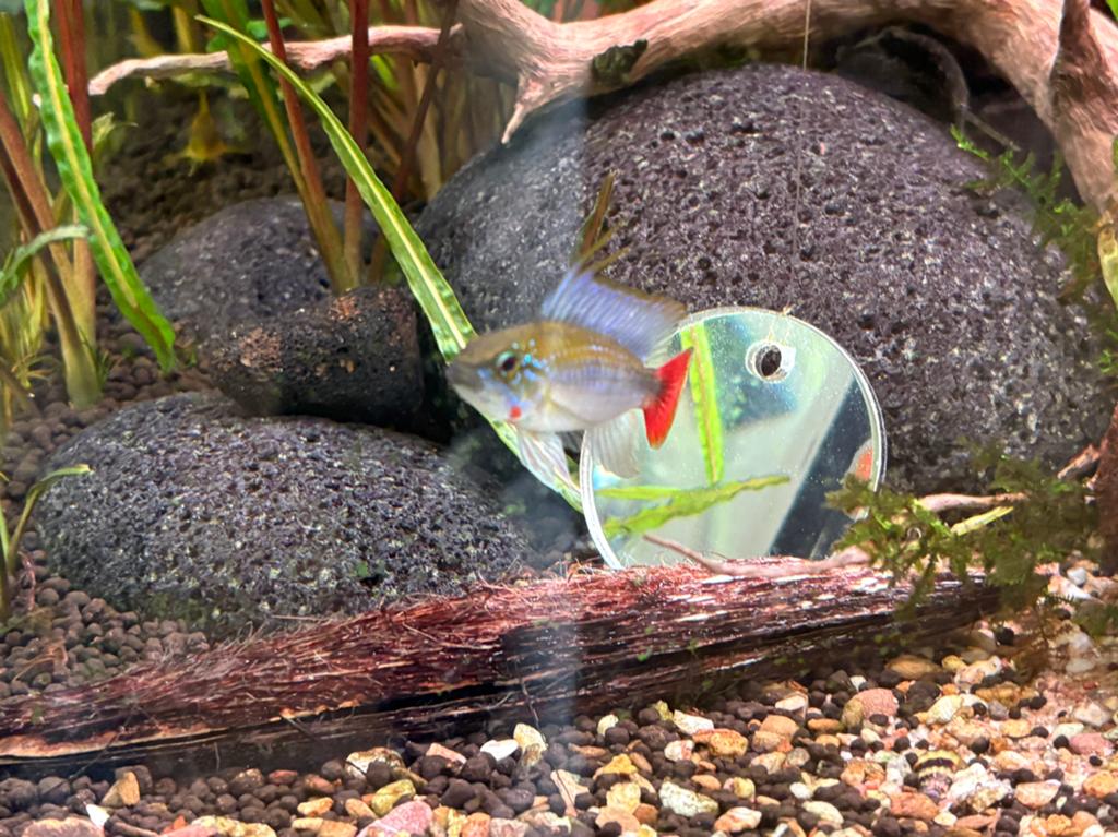 Koppel Apistogramma rio mamore dwergcichlide, Vis