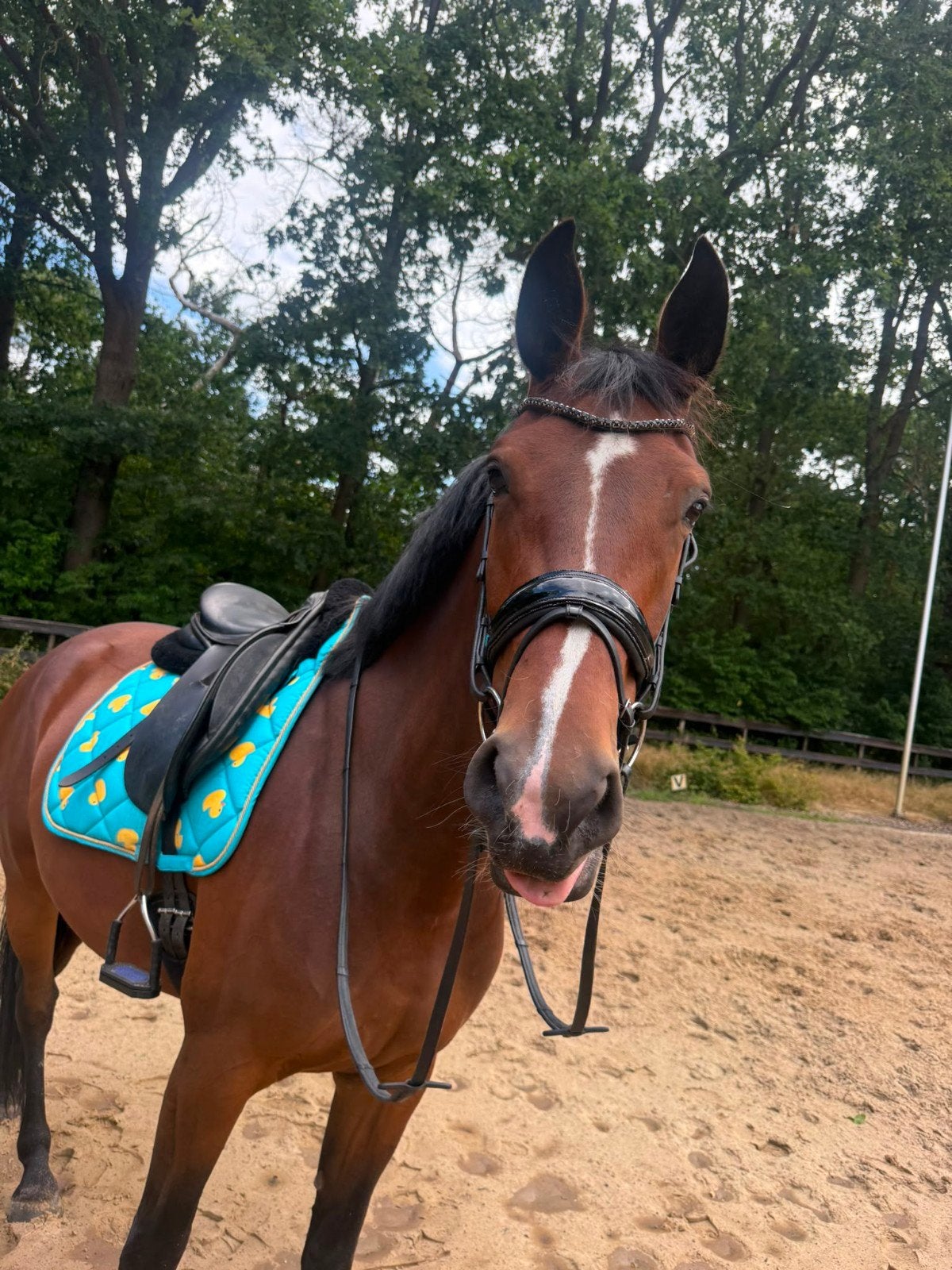 Mega knappe lieve 5 jarige Joop TC merrie, Dieren en Toebehoren, Paarden, Merrie, Met stamboom, Dressuurpaard, 3 tot 6 jaar