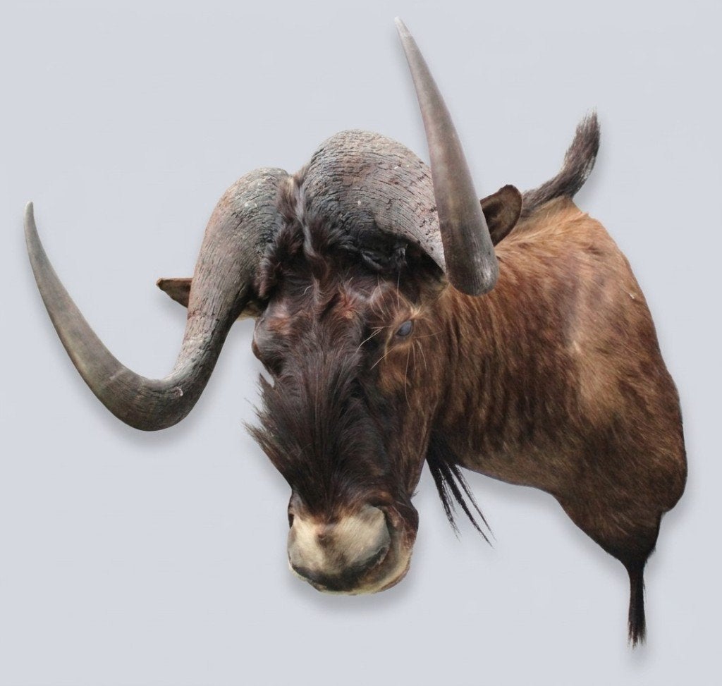 OPGEZETTE KOP WITSTAART GNU ANTILOPE, Verzamelen, Ophalen, Gebruikt, Wild dier, Opgezet dier
