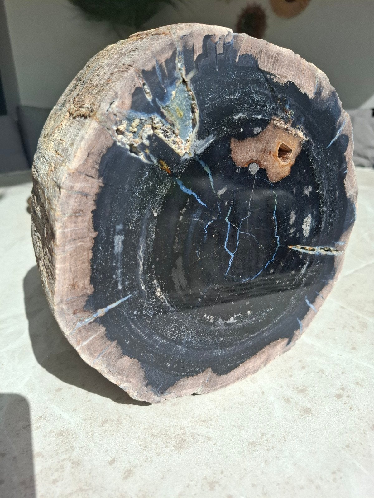 Versteend hout gepolijst 10,7 kilogram, Ophalen of Verzenden, Mineraal