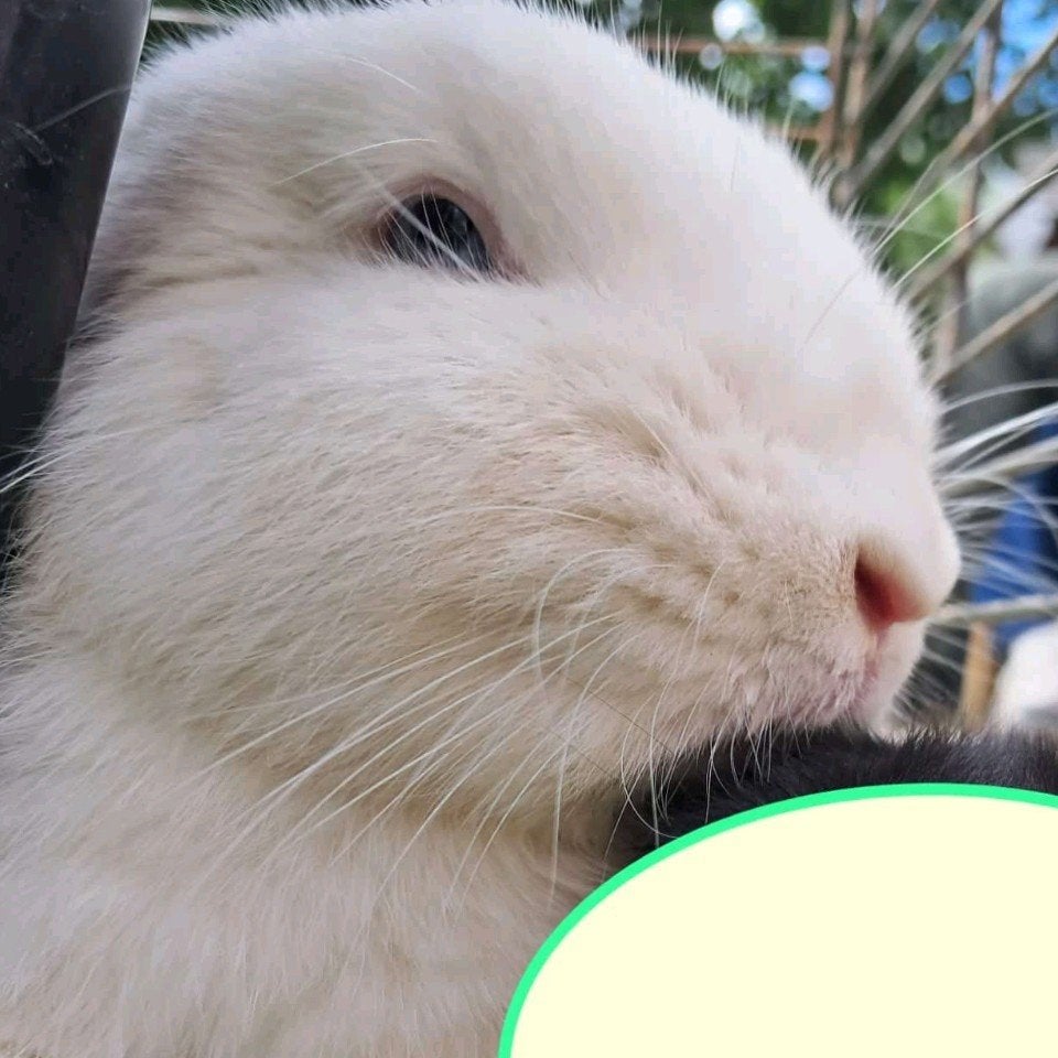 super lief hangoortje coco, Dieren en Toebehoren, Vrouwelijk, Dwerg