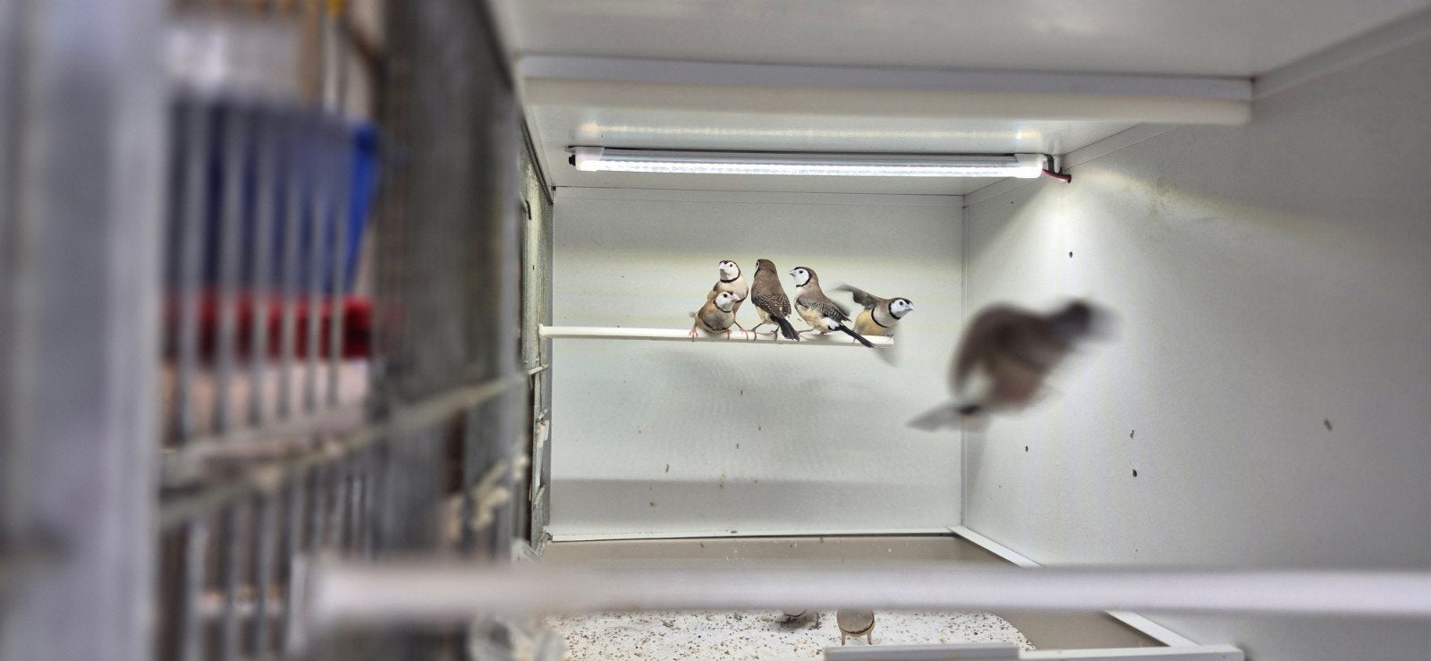 Meerdere tropenvogels te koop, Meerdere dieren, Tropenvogel