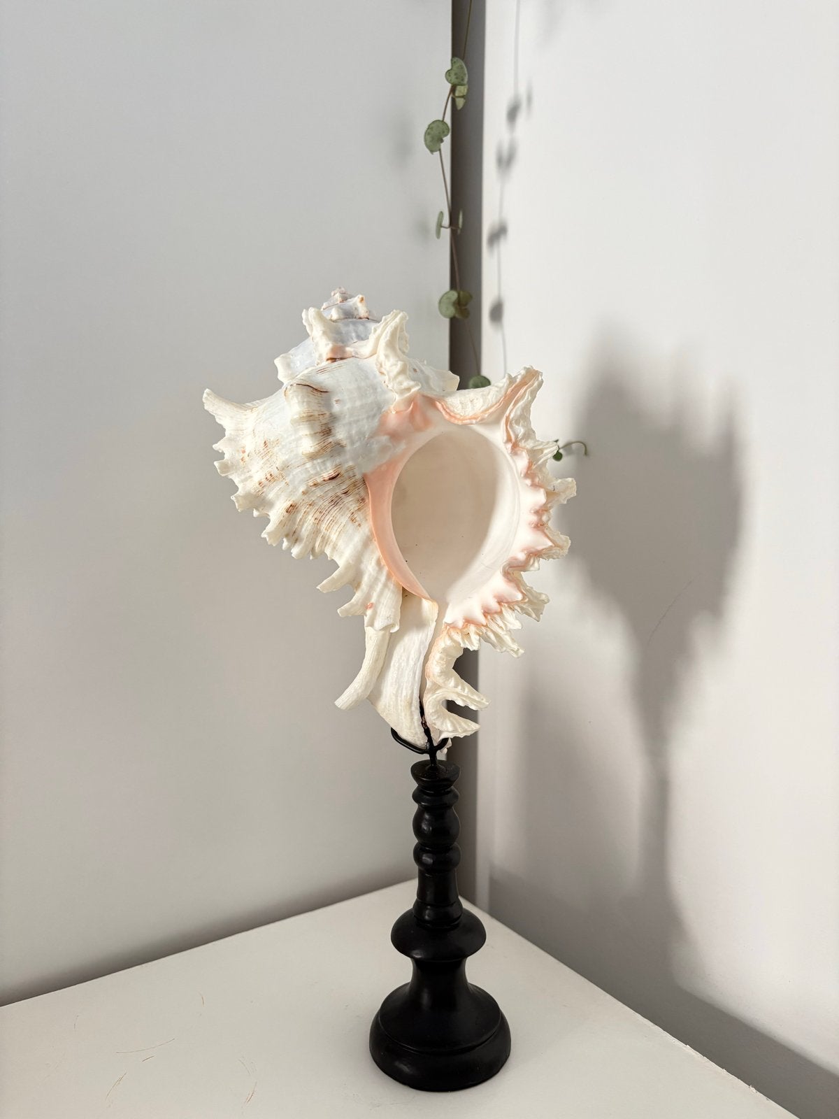 Decoratieve Schelp op Zwarte Houten Voet, Huis en Inrichting, Woonaccessoires | Overige, Ophalen of Verzenden, Zo goed als nieuw