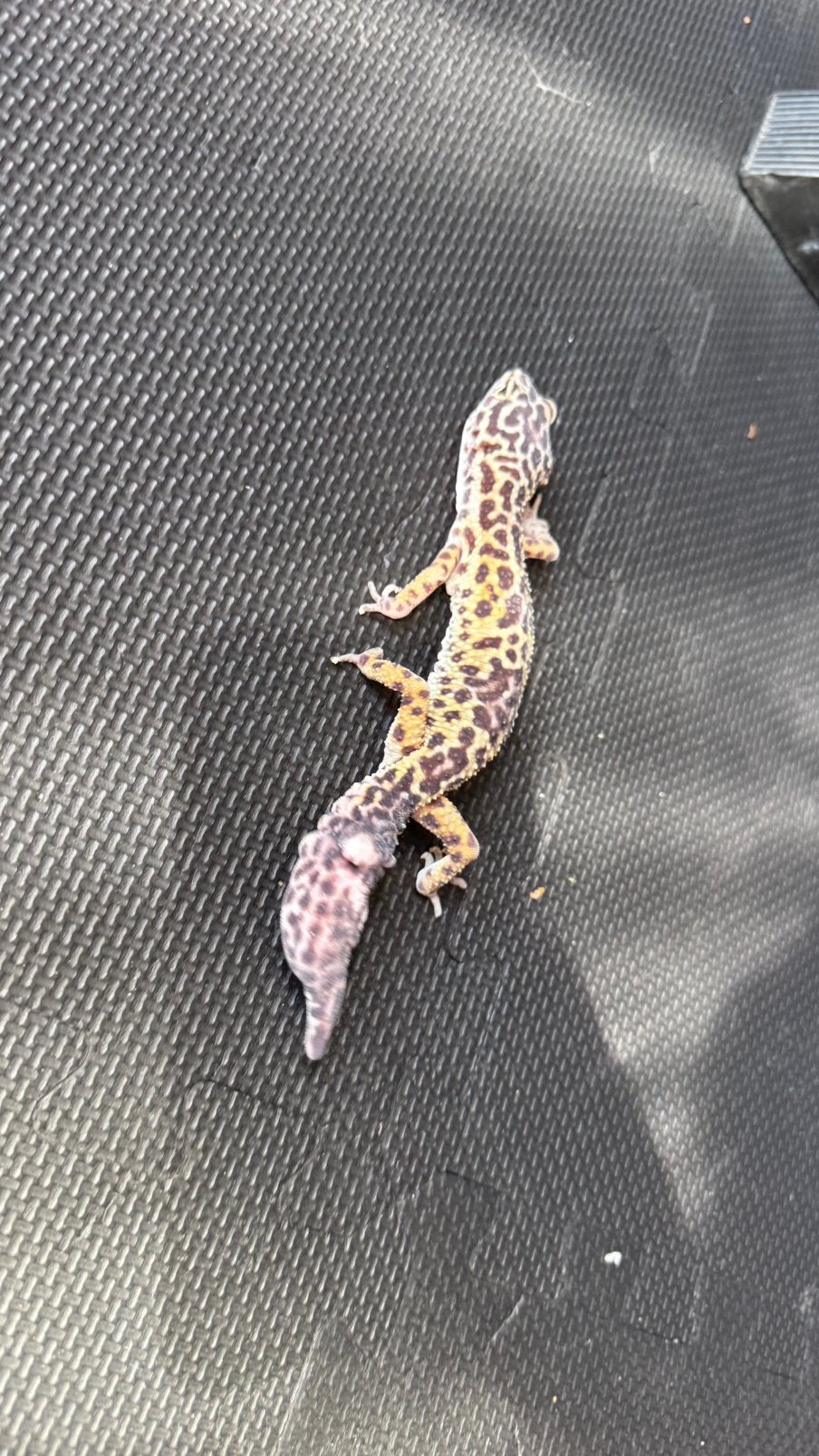 Luipaardgekko, Dieren en Toebehoren, Reptielen en Amfibieën, Hagedis, 7 tot 10 jaar