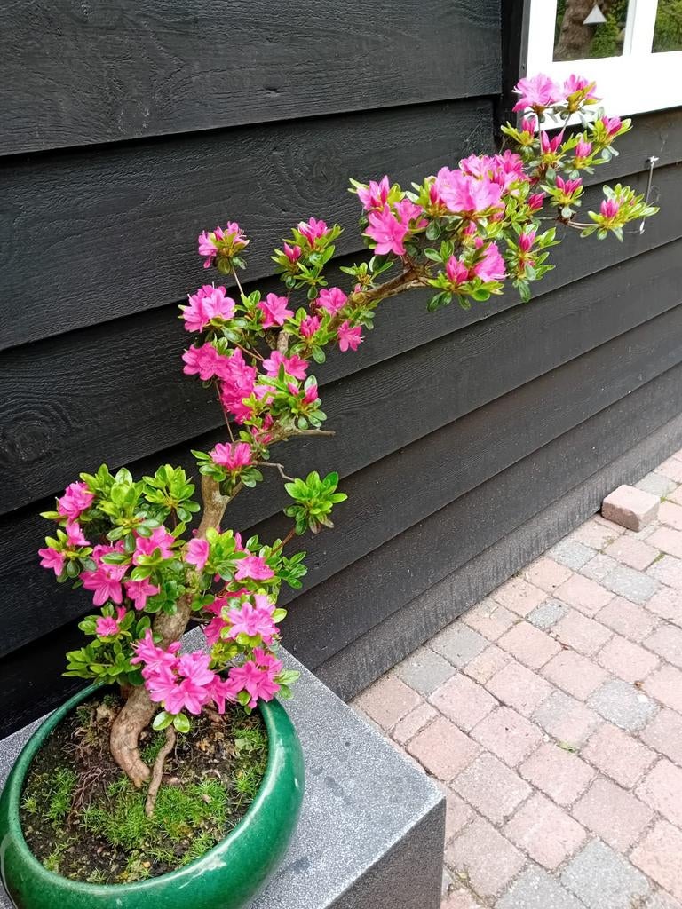 BONSAI AZALEA, Tuin en Terras, Ophalen, Bloeit niet, Halfschaduw, Overige soorten