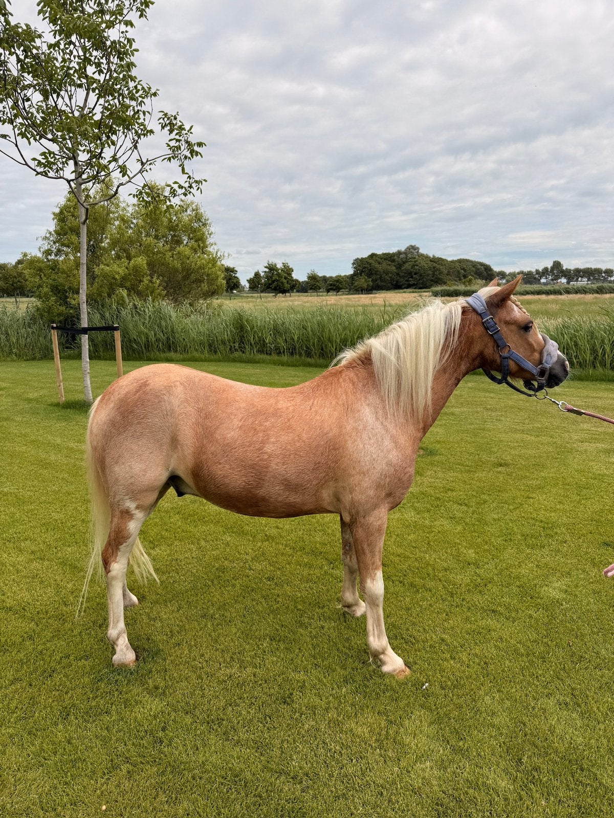 Talentvolle Welsh A-pony ruin – Goldie, Ruin, Zadelmak, A pony (tot 1.17m), 3 tot 6 jaar