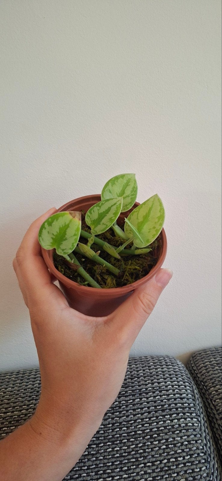 scindapsus yupa, Ophalen, Halfschaduw, Minder dan 100 cm