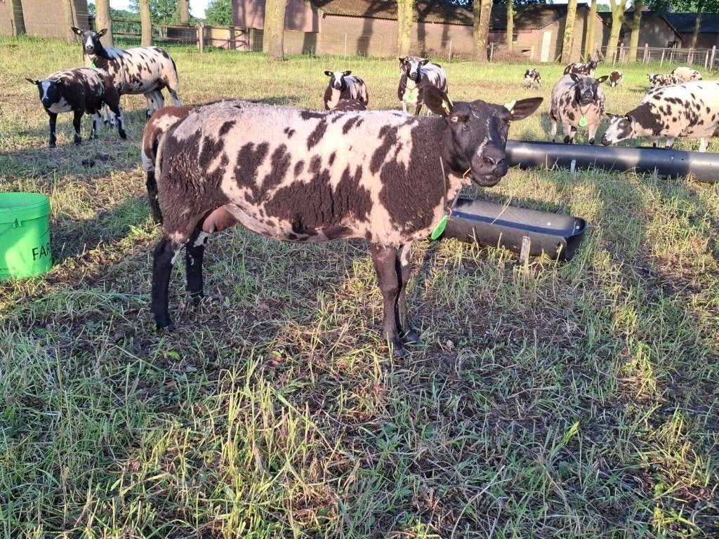 3 bonte ooien zwoegervrij en arr/arr gecertificeerd, Dieren en Toebehoren, Schapen, Geiten en Varkens, Vrouwelijk, Schaap, 3 tot 5 jaar