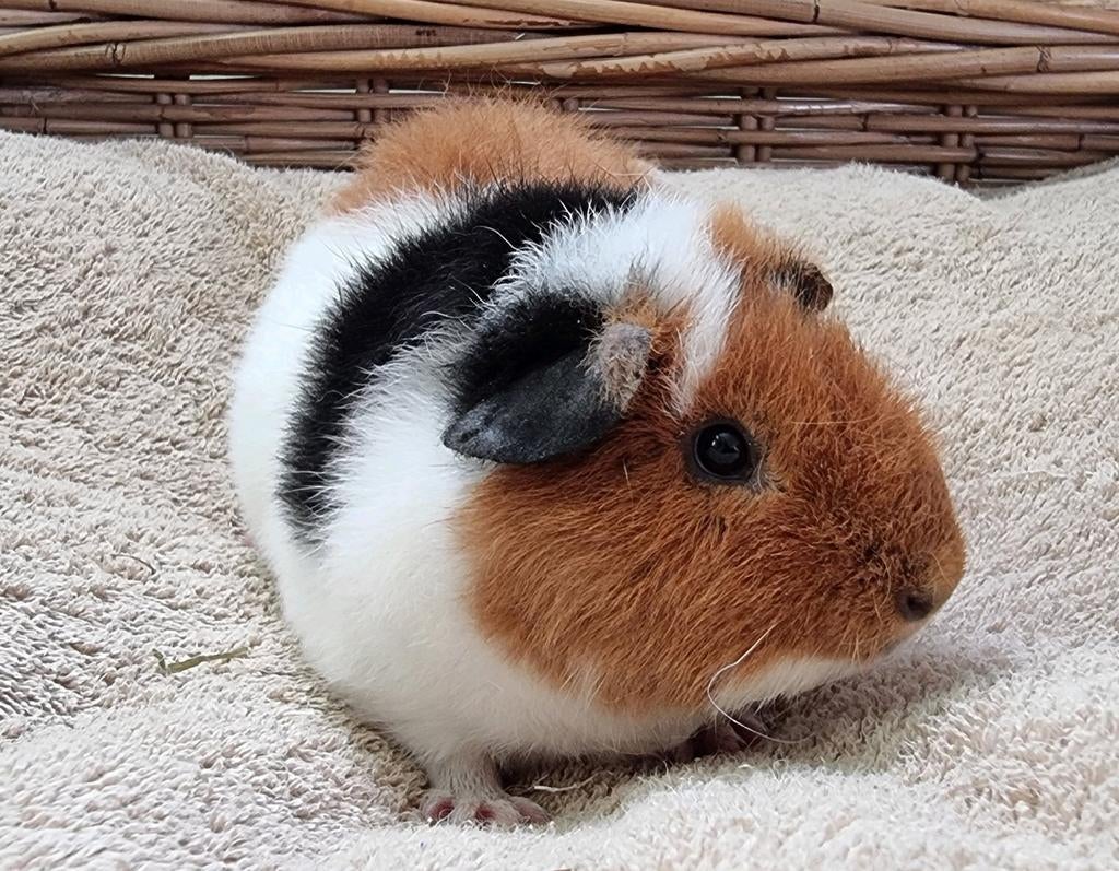 Cavia US teddy, Maart, Mannelijk, Cavia