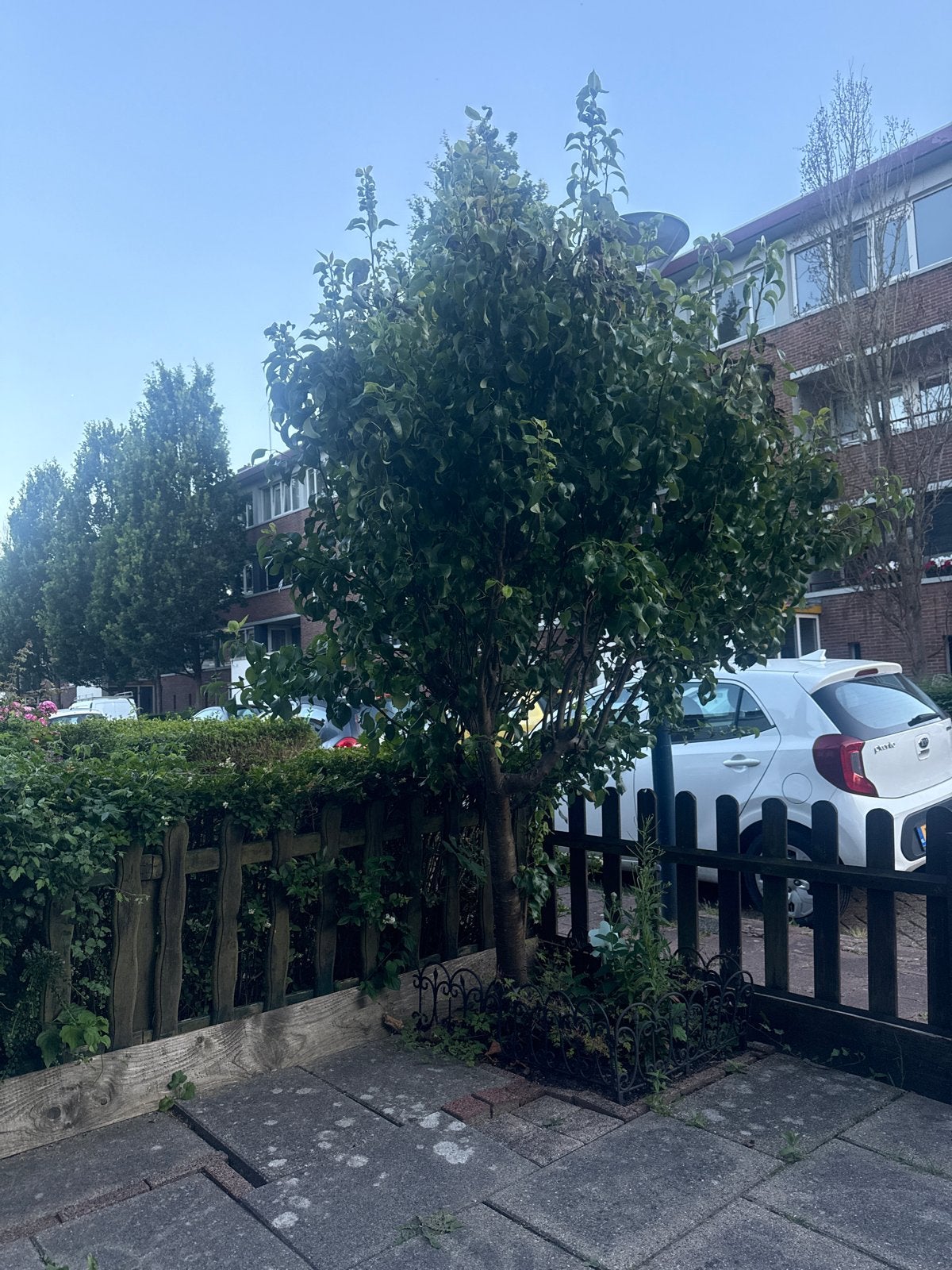 Perenboom, Tuin en Terras, Bloeit niet, Overige soorten, 250 tot 400 cm, Ophalen