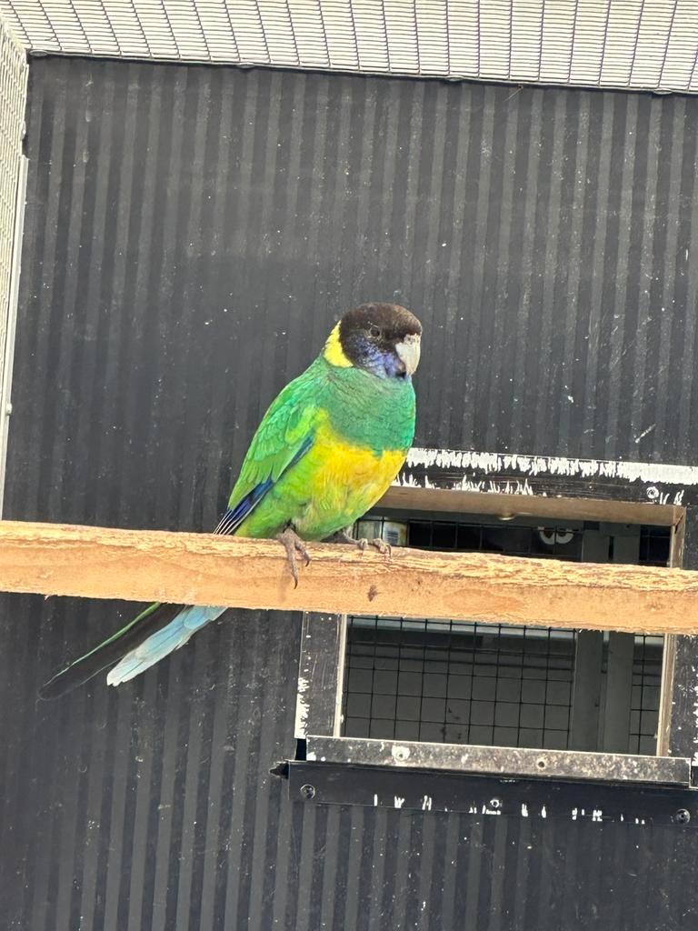 Port Lincoln man 2025, Dieren en Toebehoren, Vogels | Parkieten en Papegaaien, Mannelijk, Parkiet