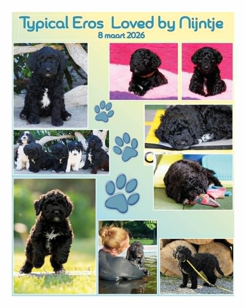 Franse Waterhondpup (Barbet), Parvo, 8 tot 15 weken, Eén hond, Nederland