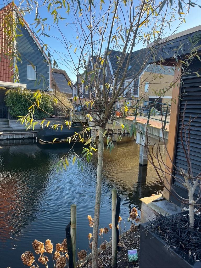 Goed gewortelde knotwilg stamomtrek 20cm, Overige soorten, Lente, 100 tot 250 cm, Ophalen