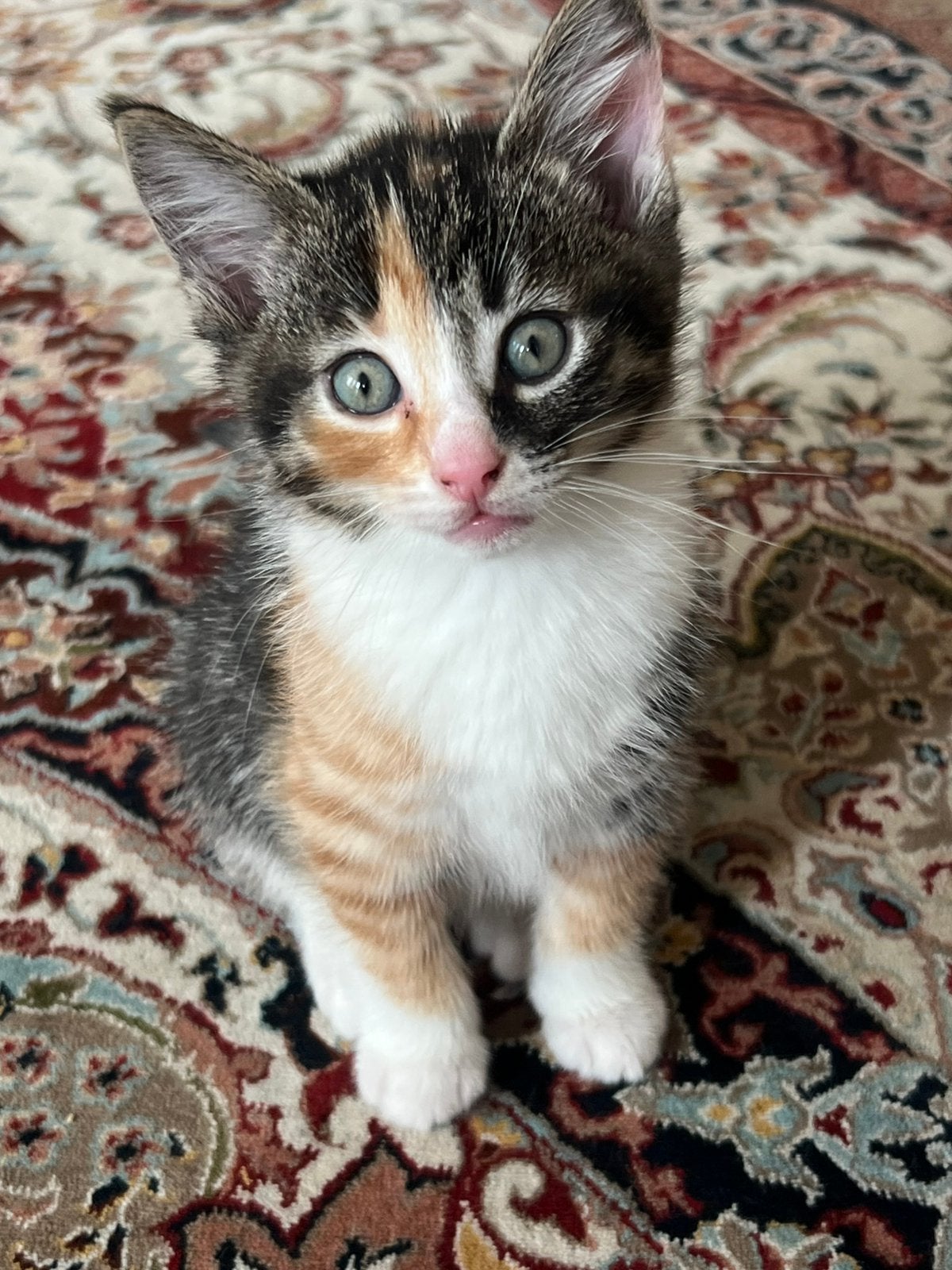 Baby kittens, Poes