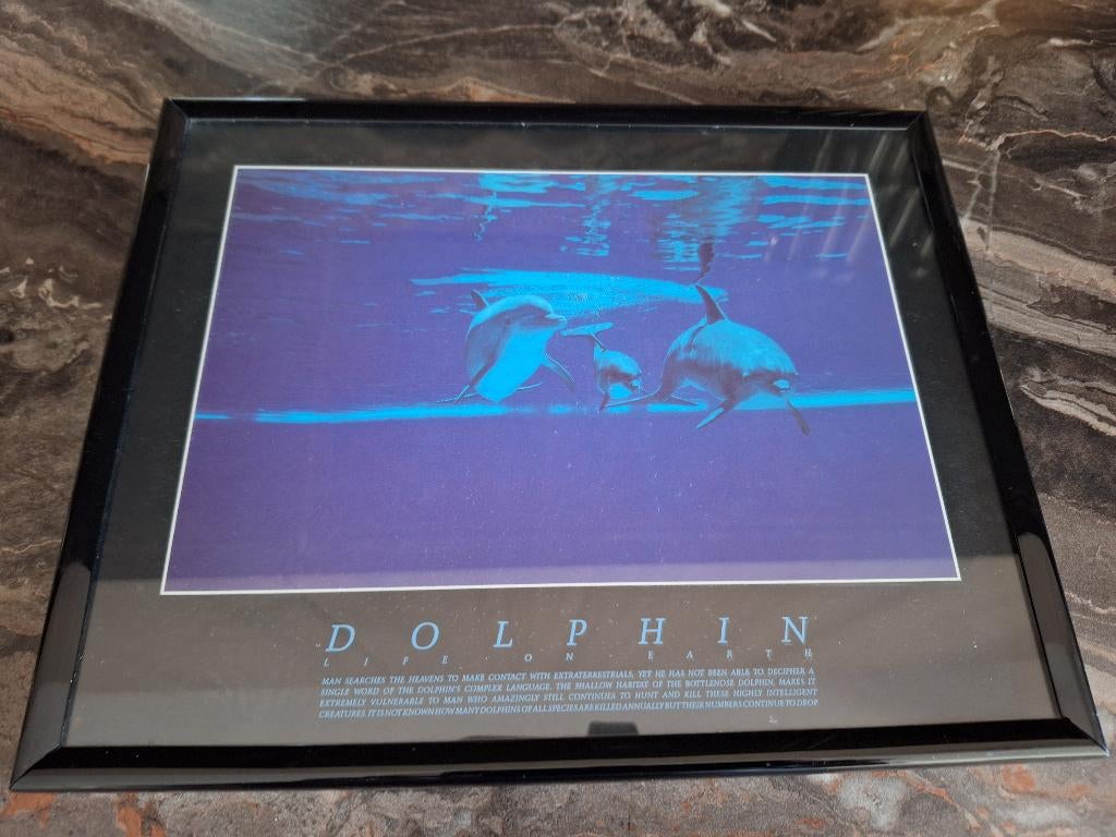 Dolfijn schilderij, Minder dan 50 cm, Gebruikt, Ophalen of Verzenden, Schilderij
