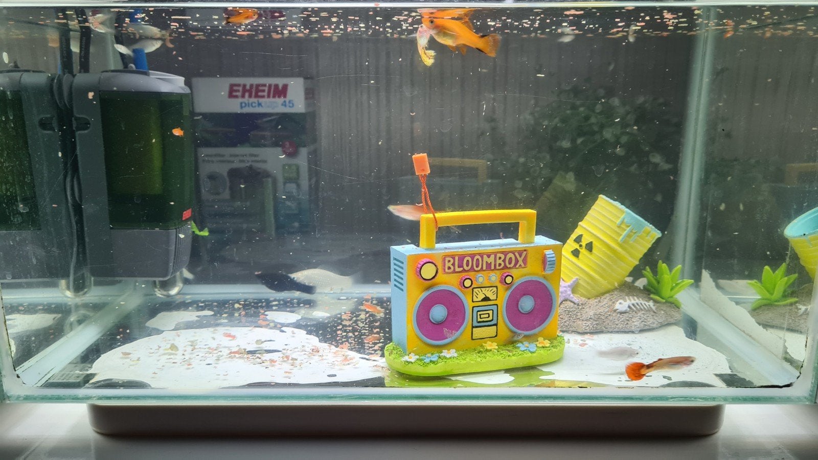 Aquarium vissen, Vis, Zoetwatervis