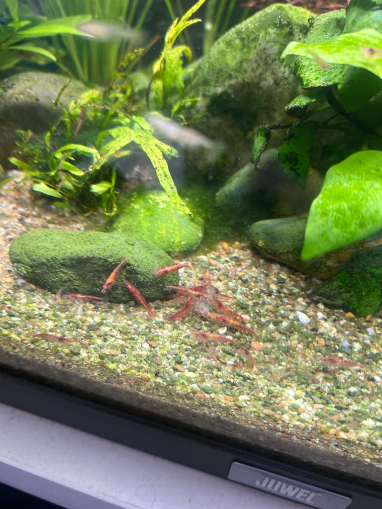 Neocardina garnalen rood, Kreeft, Krab of Garnaal