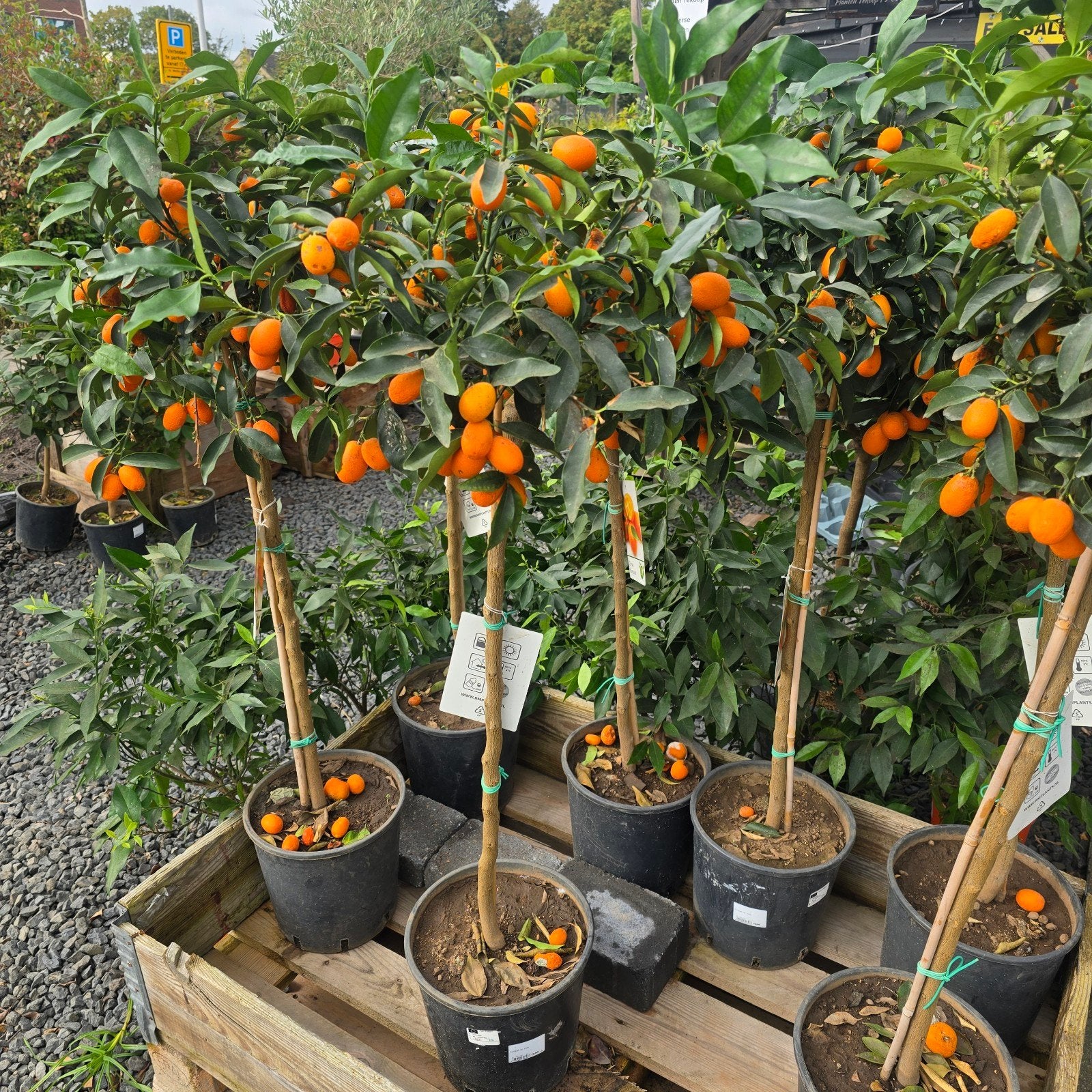 Te koop aangeboden: Prachtige, vruchtdragende Citrusboompjes, Ophalen of Verzenden, Volle zon, Overige soorten, Minder dan 100 cm