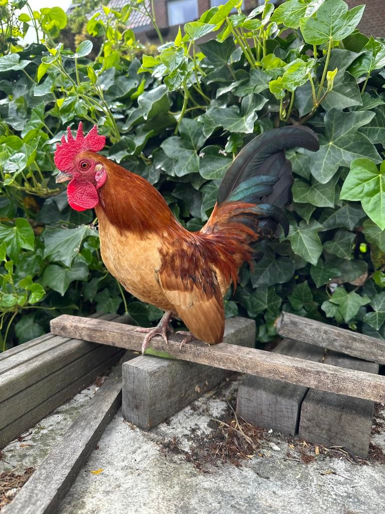 Serama haantje te koop, Dieren en Toebehoren, Pluimvee, Mannelijk, Kip