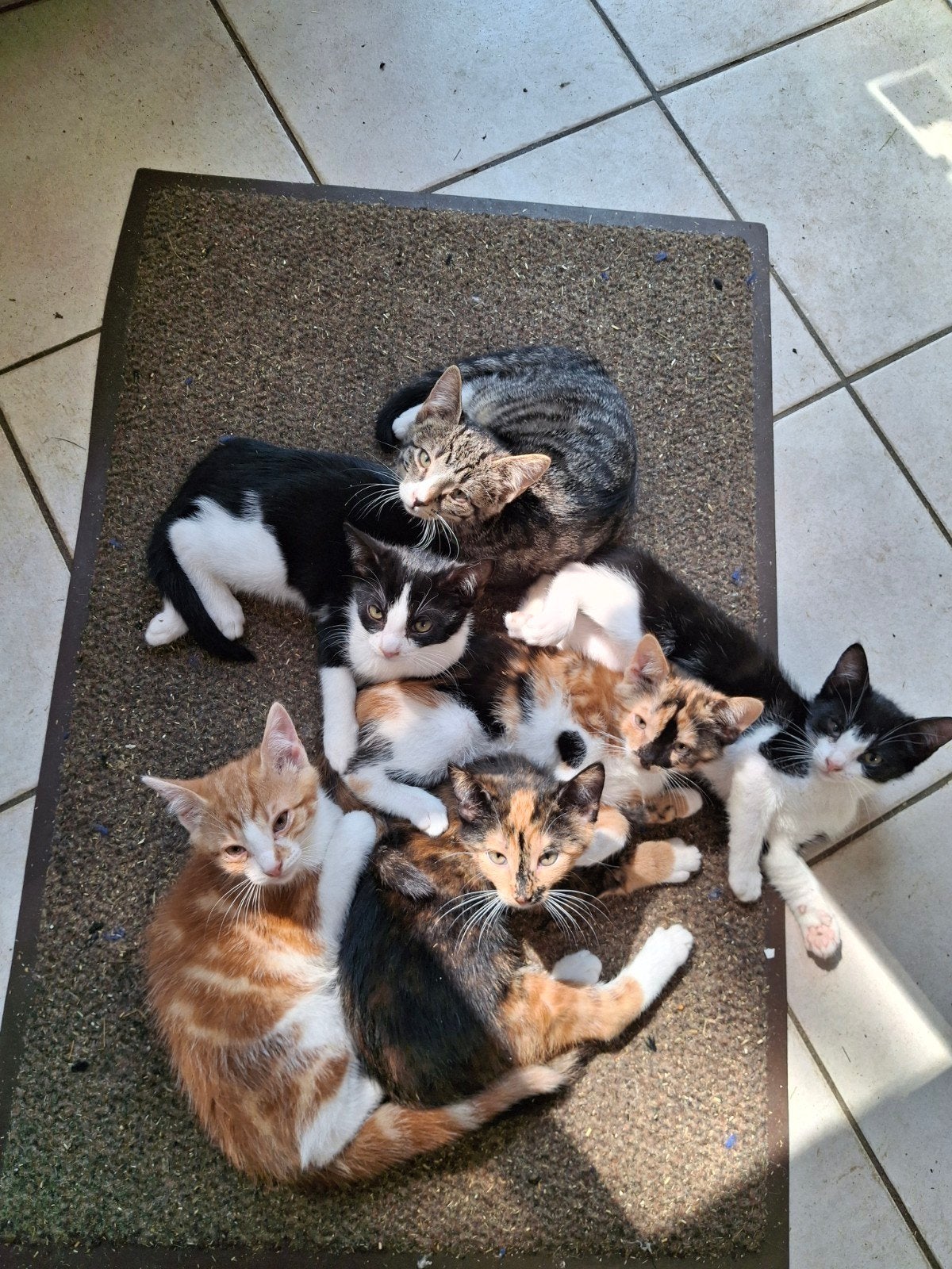 De allerliefste kittens "allemaal beschikbaar", Meerdere dieren, Kortharig, 0 tot 2 jaar