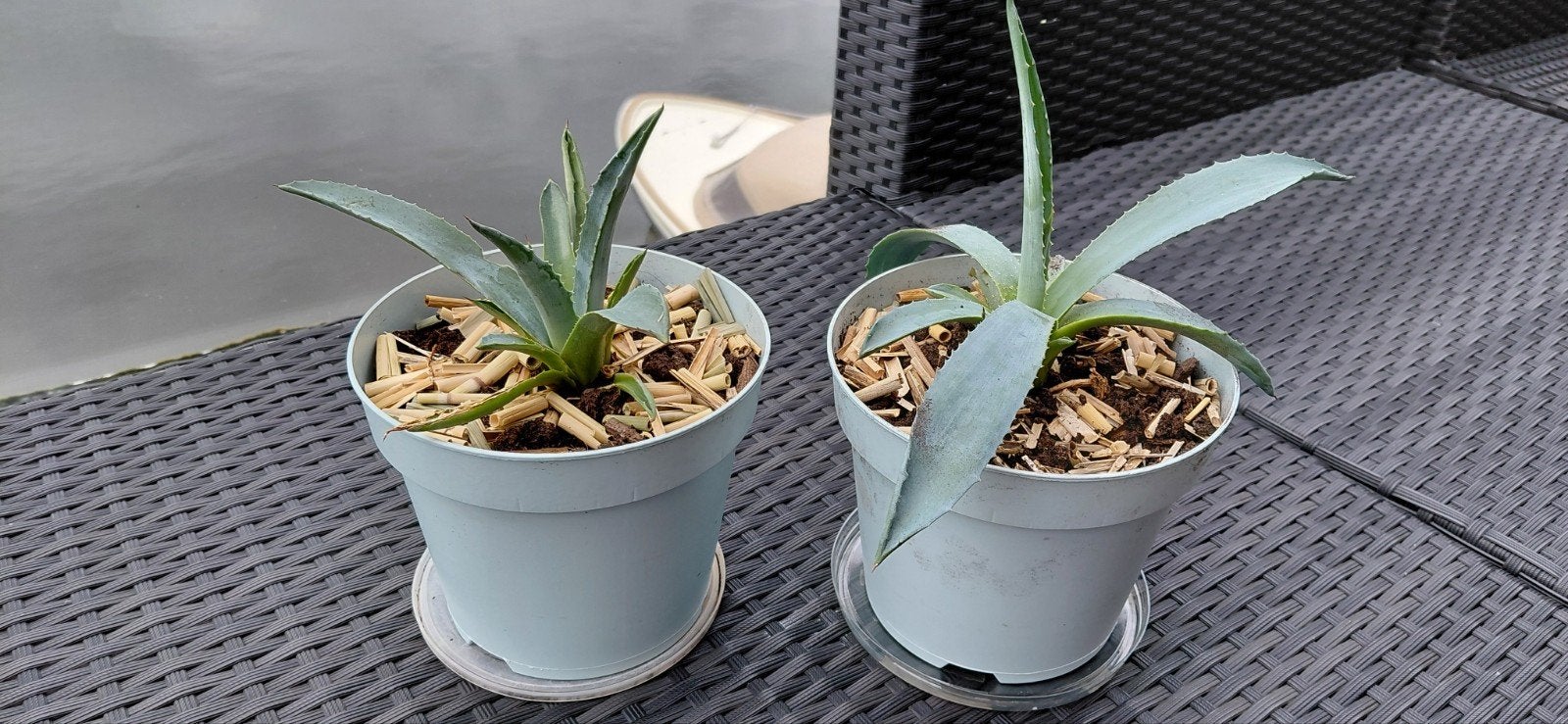2 Stekken vetplant Agave Americana in pot 25 cm. incl. pot, Overige soorten, Volle zon, Vaste plant, Ophalen of Verzenden