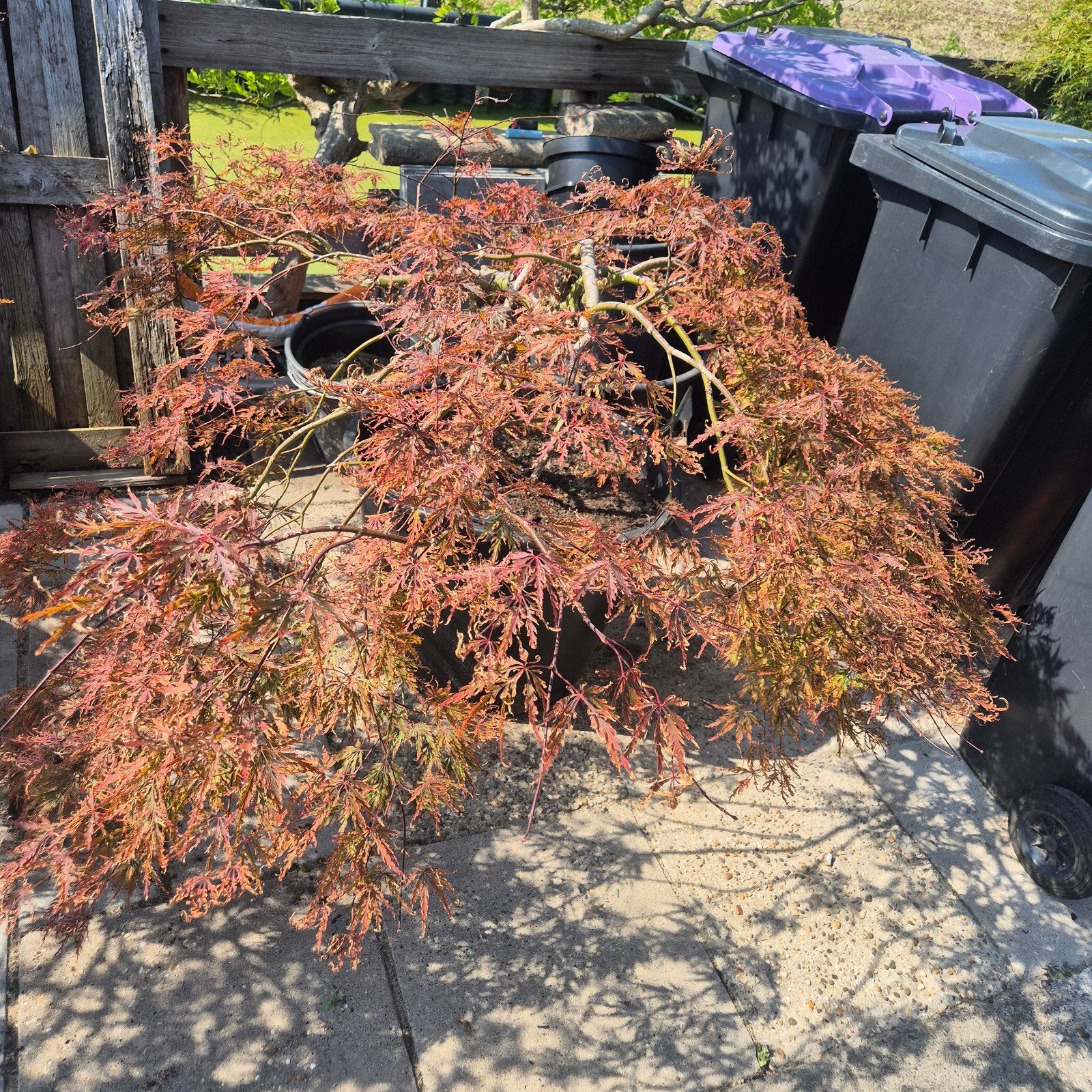 acer, Ophalen of Verzenden