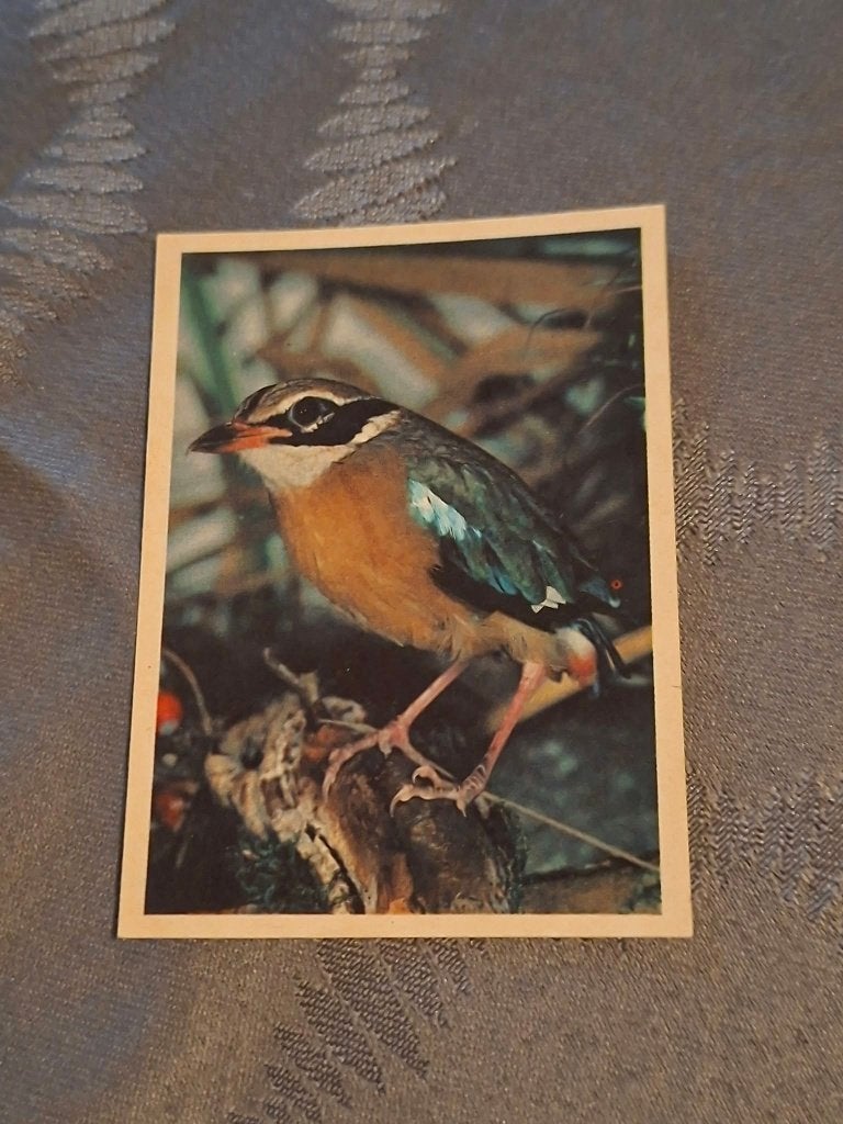 Prentje/Chromo : Bengaalse pitta, Verzamelen, 1960 tot 1980, Gebruikt, Ophalen of Verzenden, Dier