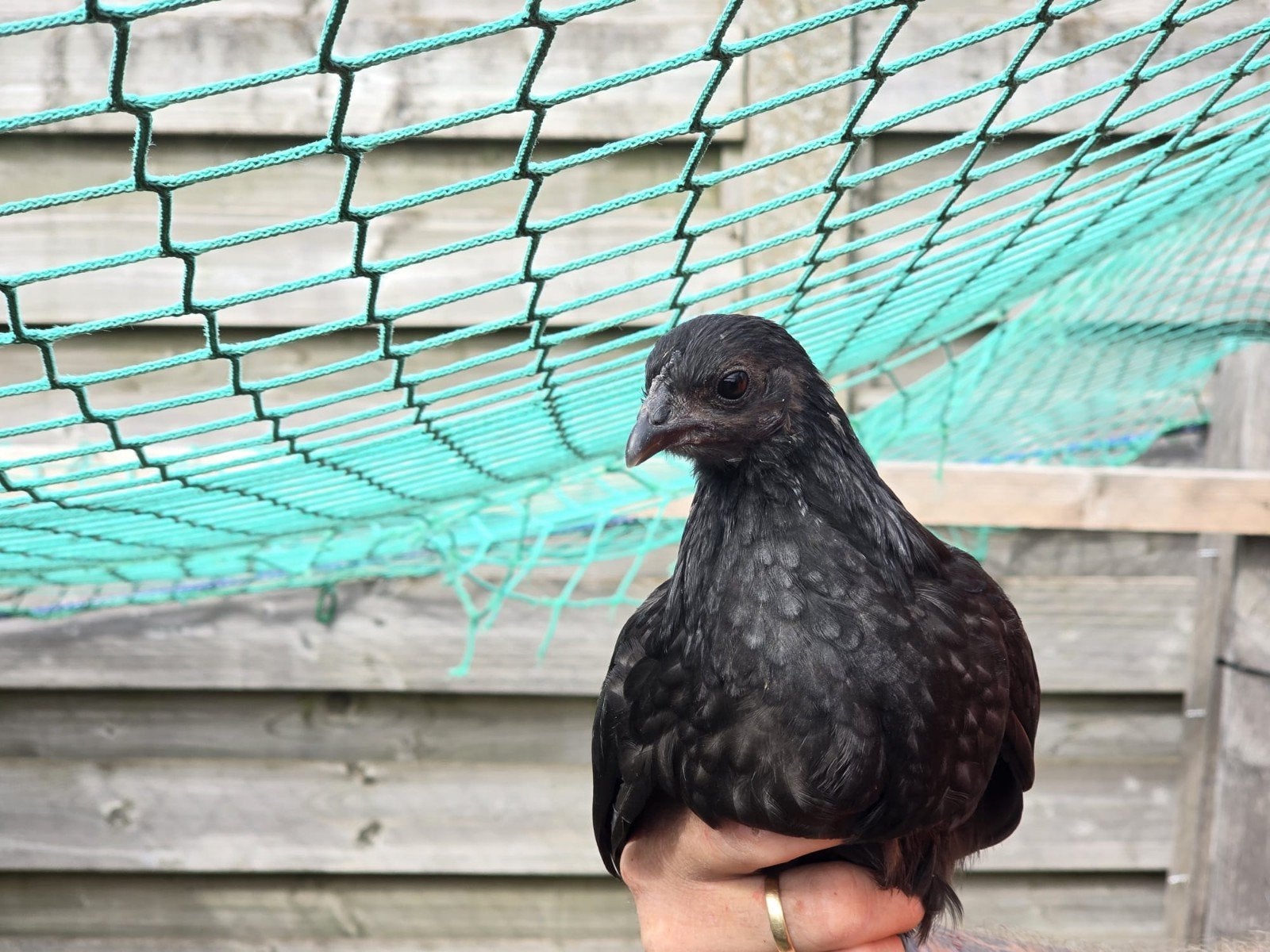 ayam cemani kuikens en jong dieren, Dieren en Toebehoren, Pluimvee, Meerdere dieren, Kip
