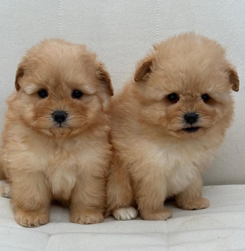 Pomapoo pups - Pomeranian x Poedel mix, Dieren en Toebehoren, Poedel, 8 tot 15 weken, Buitenland, Parvo