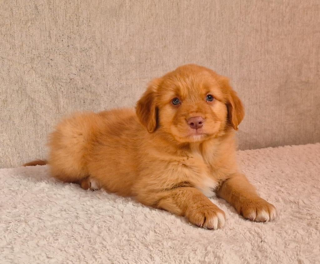 Nog 3 leuke, schattige raszuivere Toller pups!, Dieren en Toebehoren, Honden | Retrievers, Spaniëls en Waterhonden, Parvo, Overige rassen