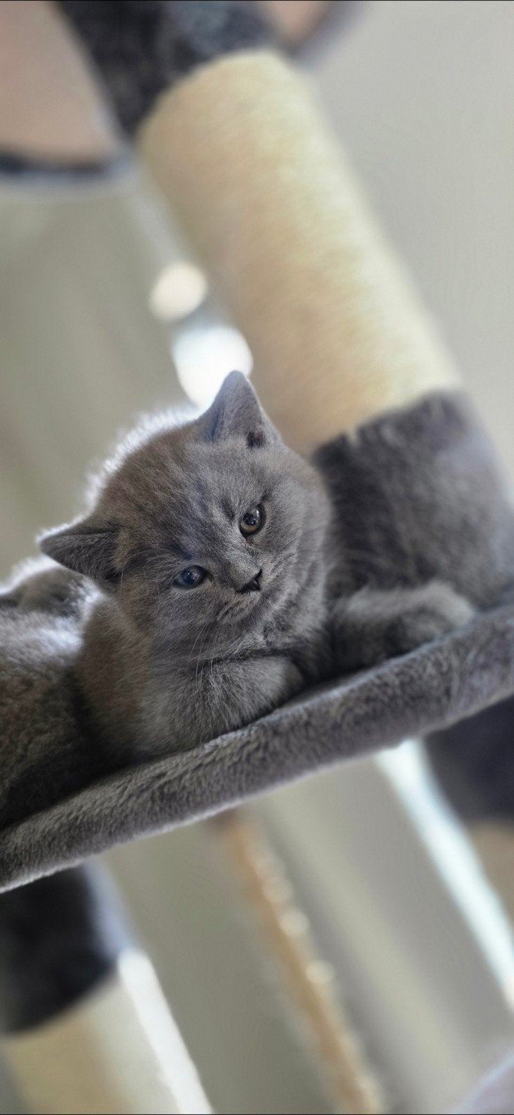 Foto 3 van Britse korthaar kittens - stamboom afkomstig