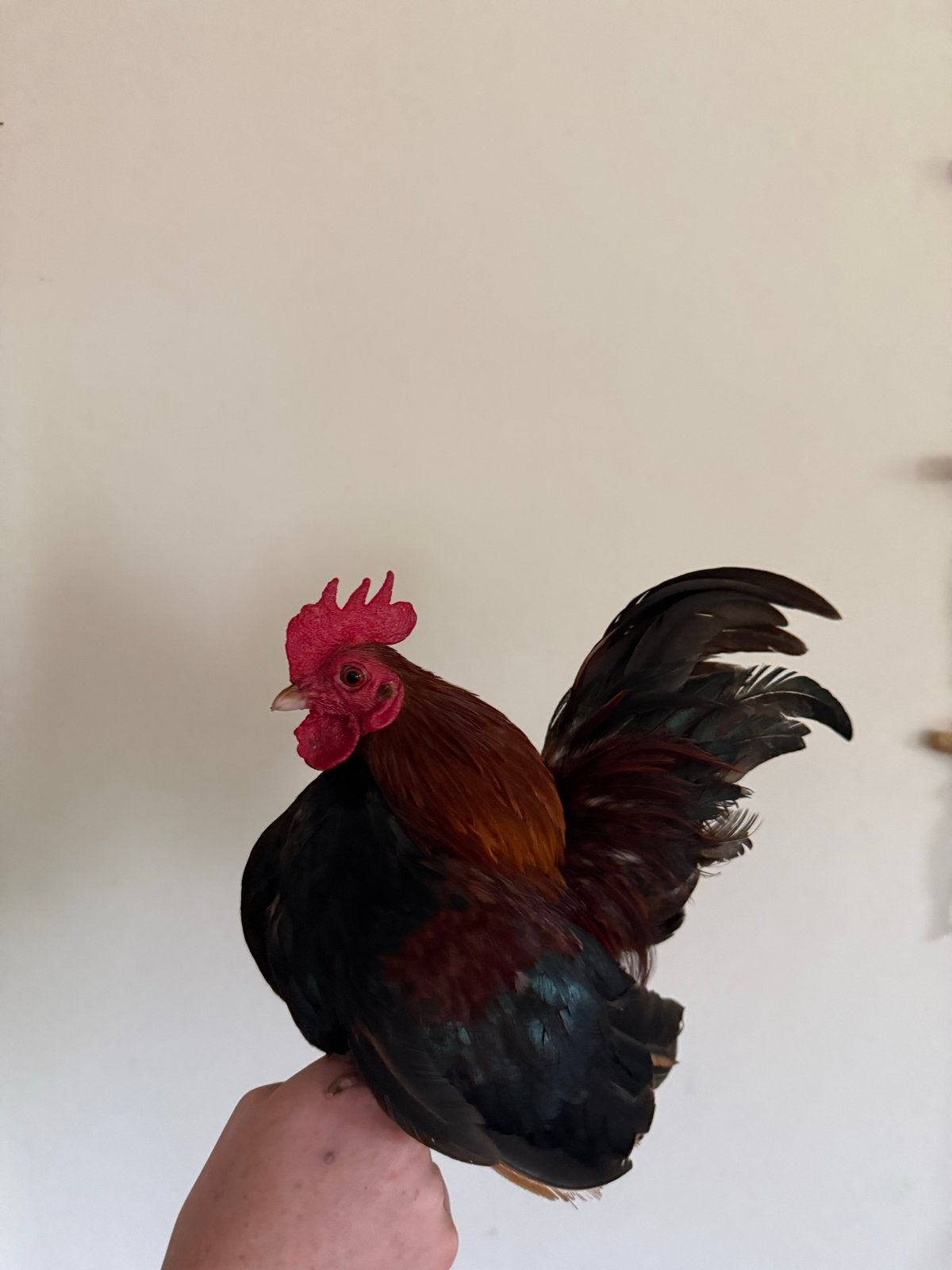 B Klasse Ayam Serama haantje, 1,5 jaar oud., Dieren en Toebehoren, Pluimvee, Mannelijk, Kip
