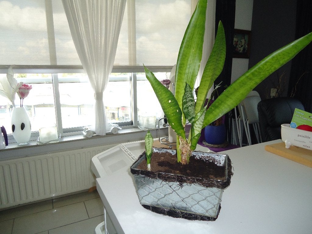 sansevieria in metalen bakje  totaal 56 hoogte, Ophalen, Overige soorten, Halfschaduw, In pot