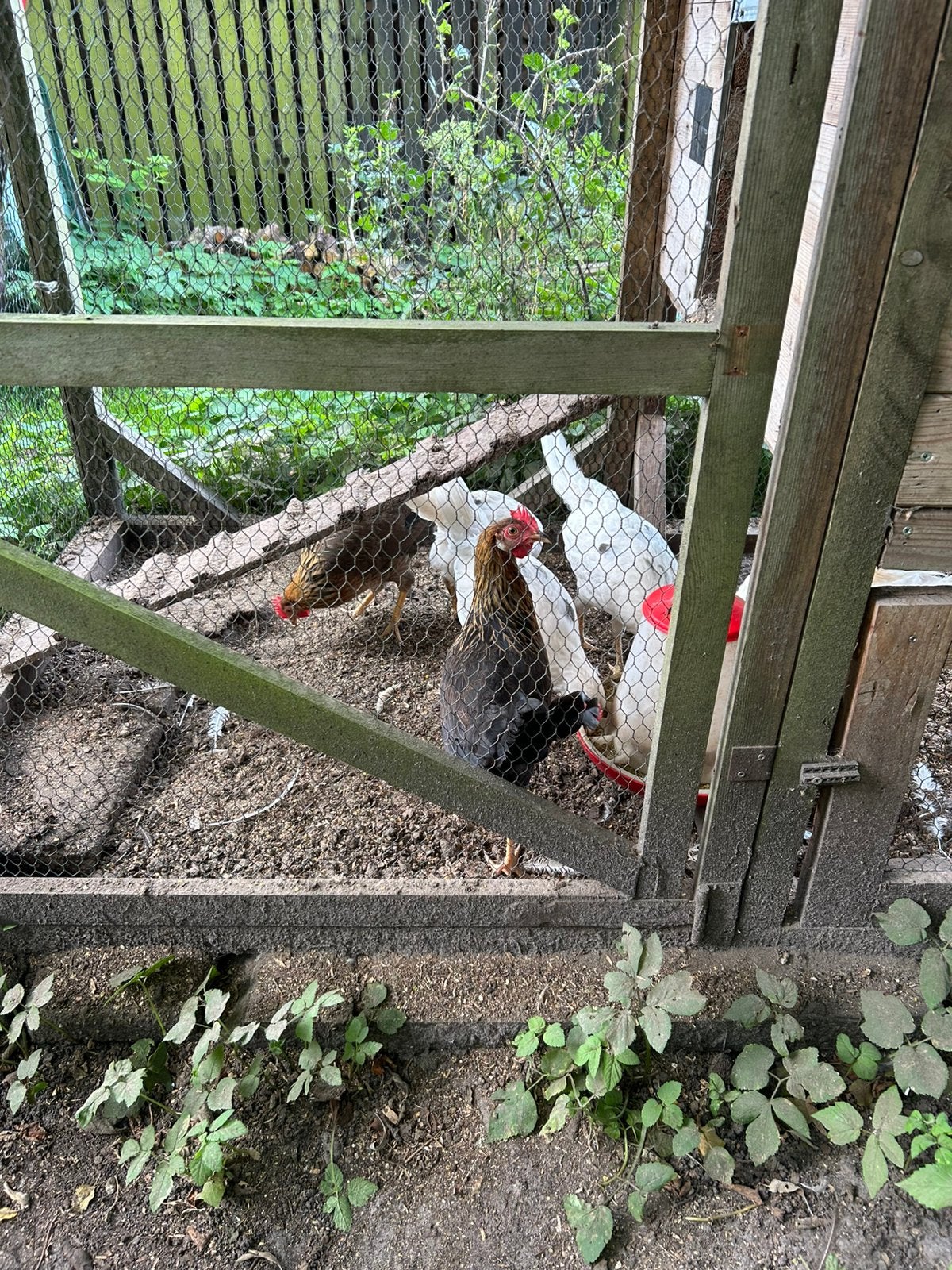 patrijs leghorn hennen pfasvrij tegen de leg, Vrouwelijk, Kip