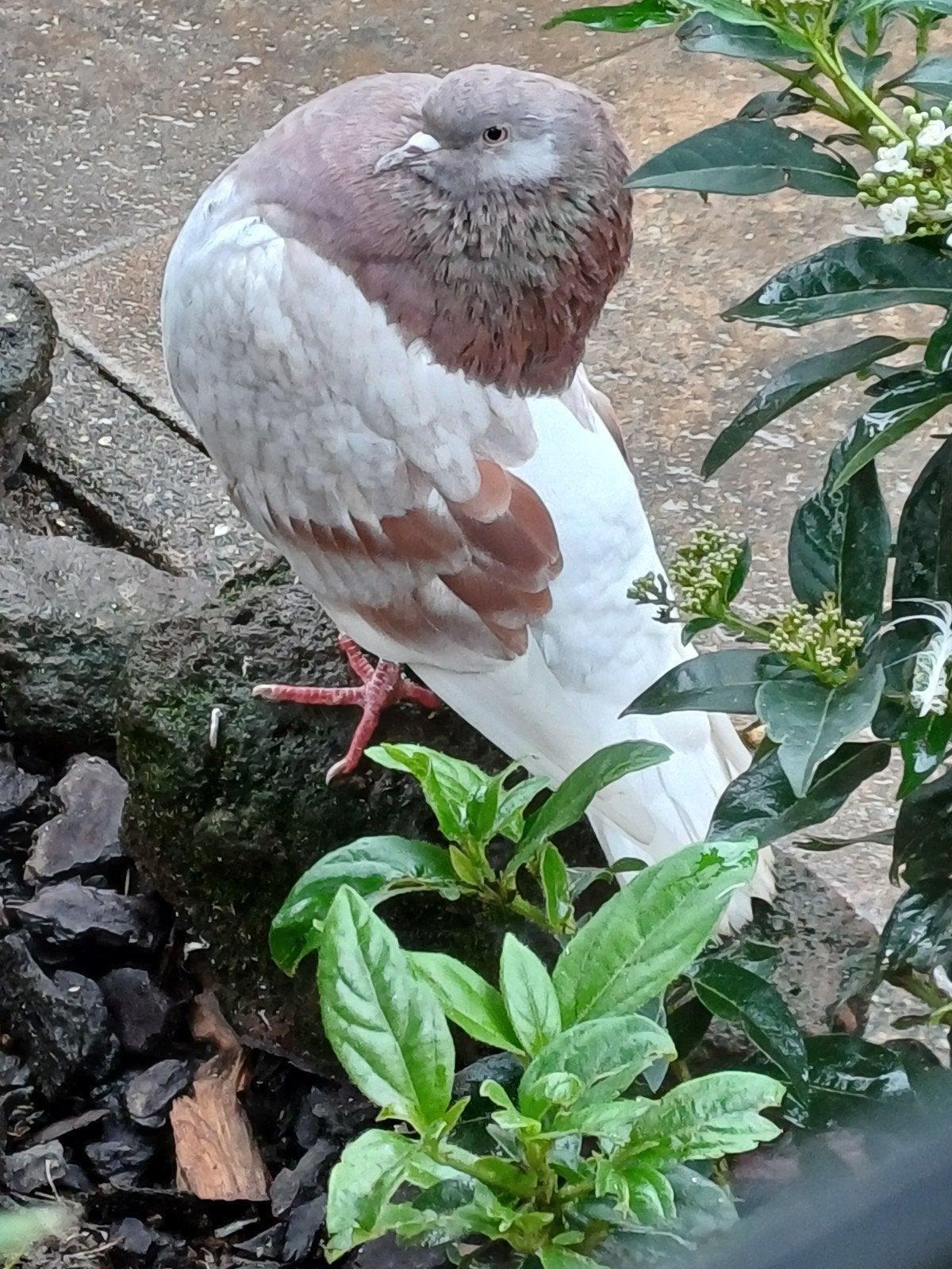 Bronsvleugel  doffer, Dieren en Toebehoren, Mannelijk, Kropper