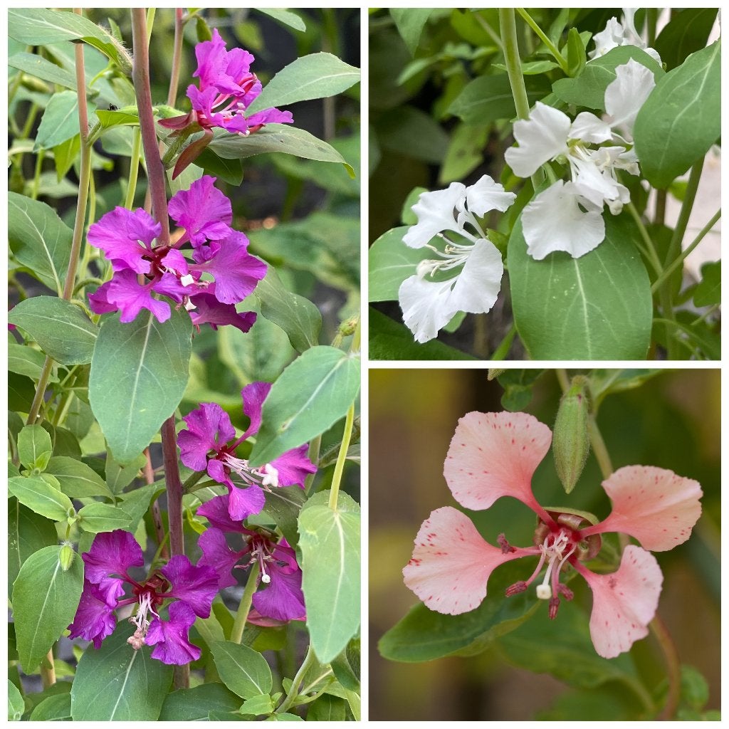 Zaden amandelroosje mix roze/wit/zalm (Clarkia unguiculata), Ophalen of Verzenden, Voorjaar, Volle zon, Zaad